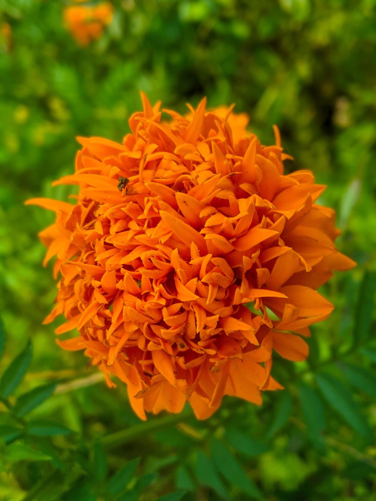 Orange marigold flowers. This flower has the meaning of beauty, wealth, fame, and warmth Stock Free