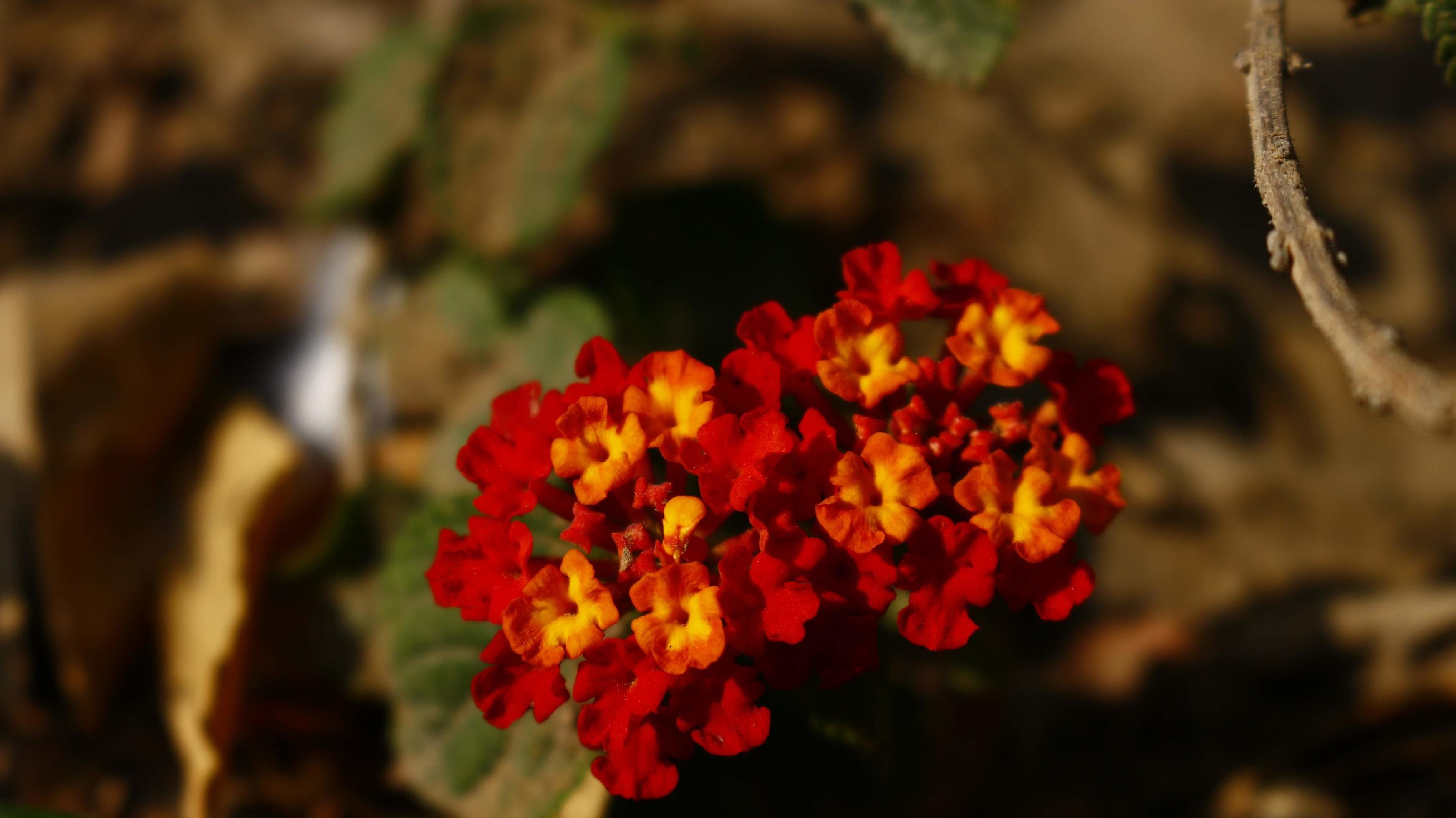 Bright Colored Flowering Plants in Outdoor Garden In Karachi Pakistan 2022 Stock Free