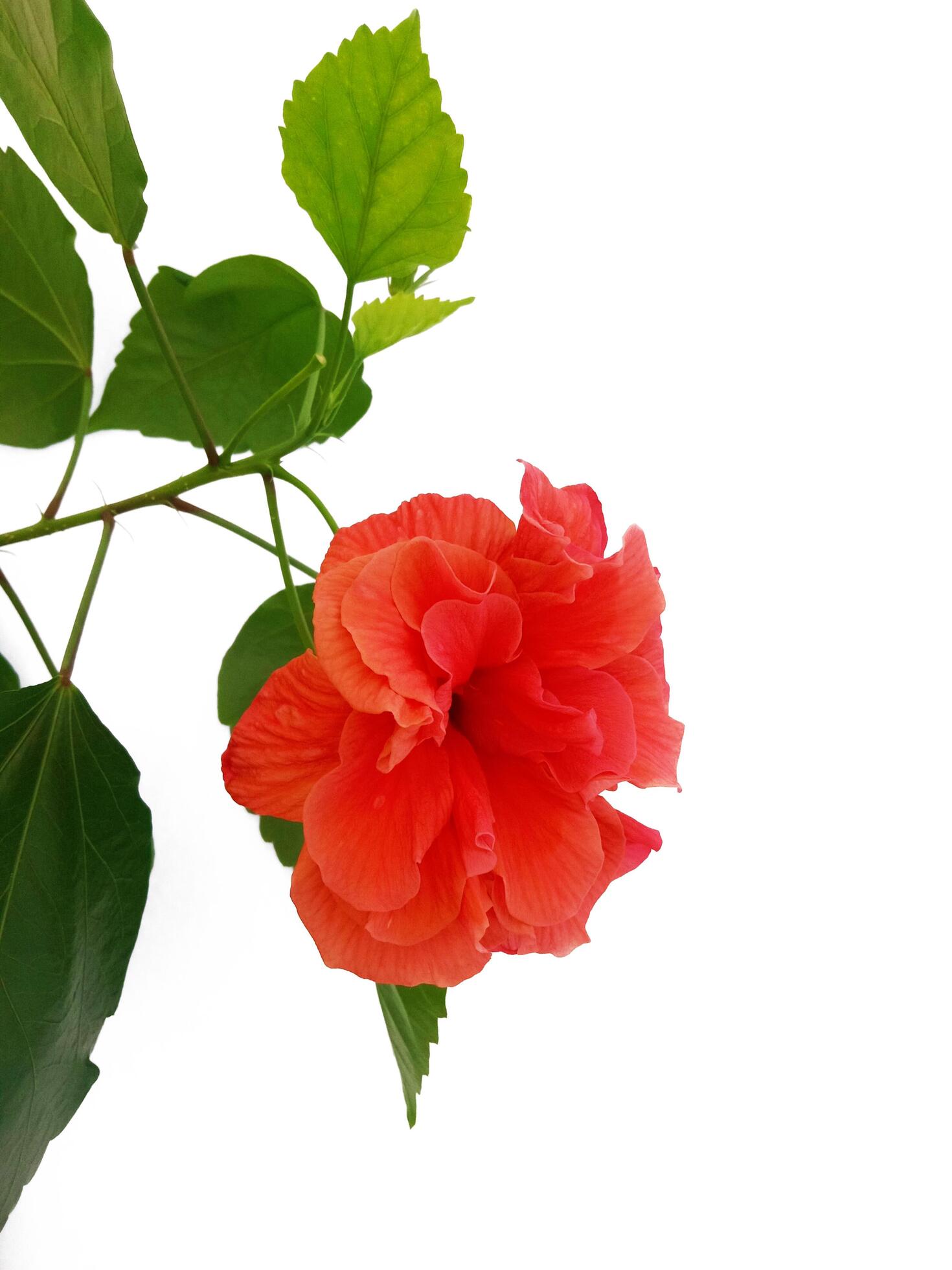 red hibiscus on white background, rose bush Stock Free