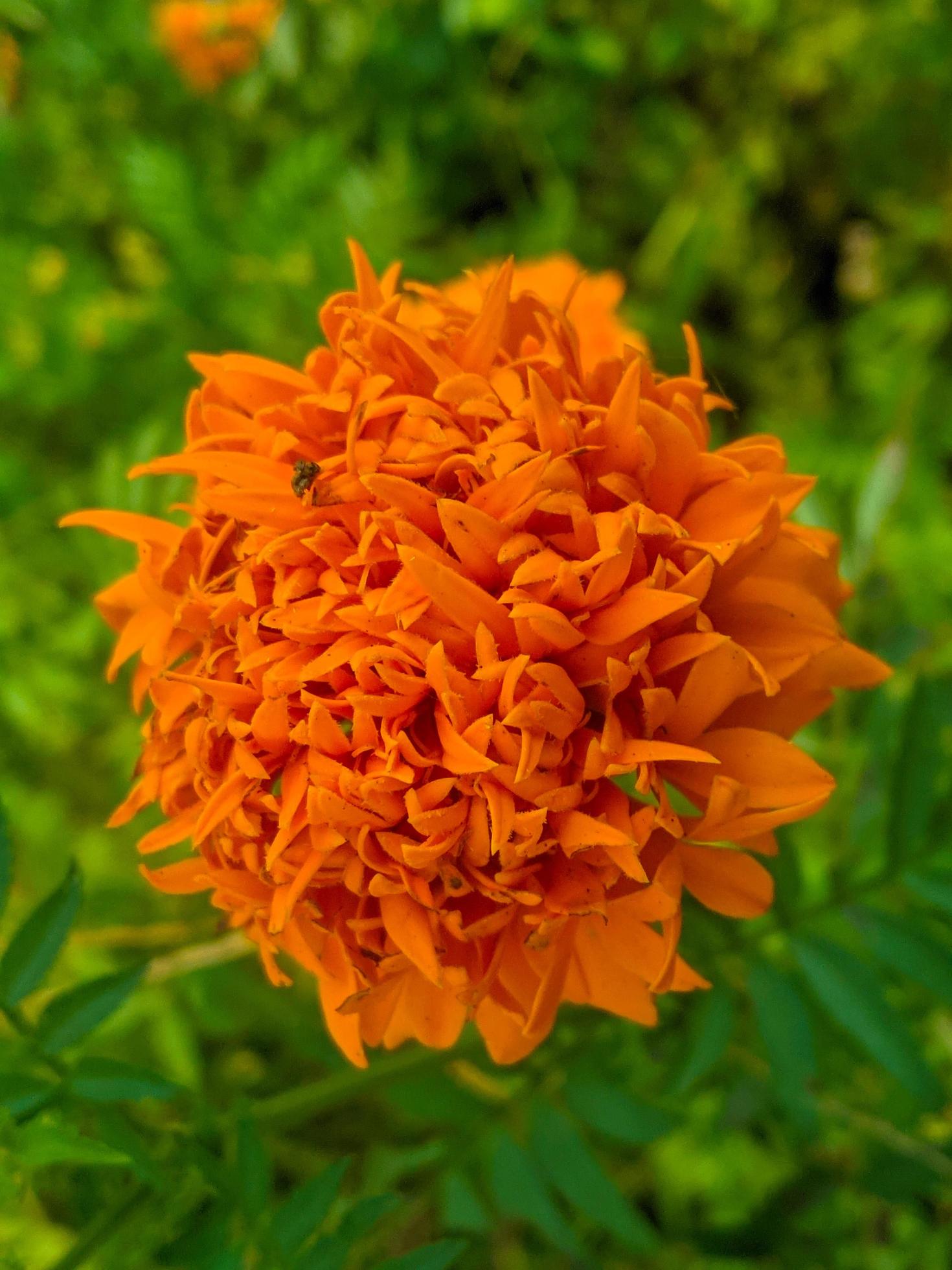 Orange marigold flowers. This flower has the meaning of beauty, wealth, fame, and warmth Stock Free