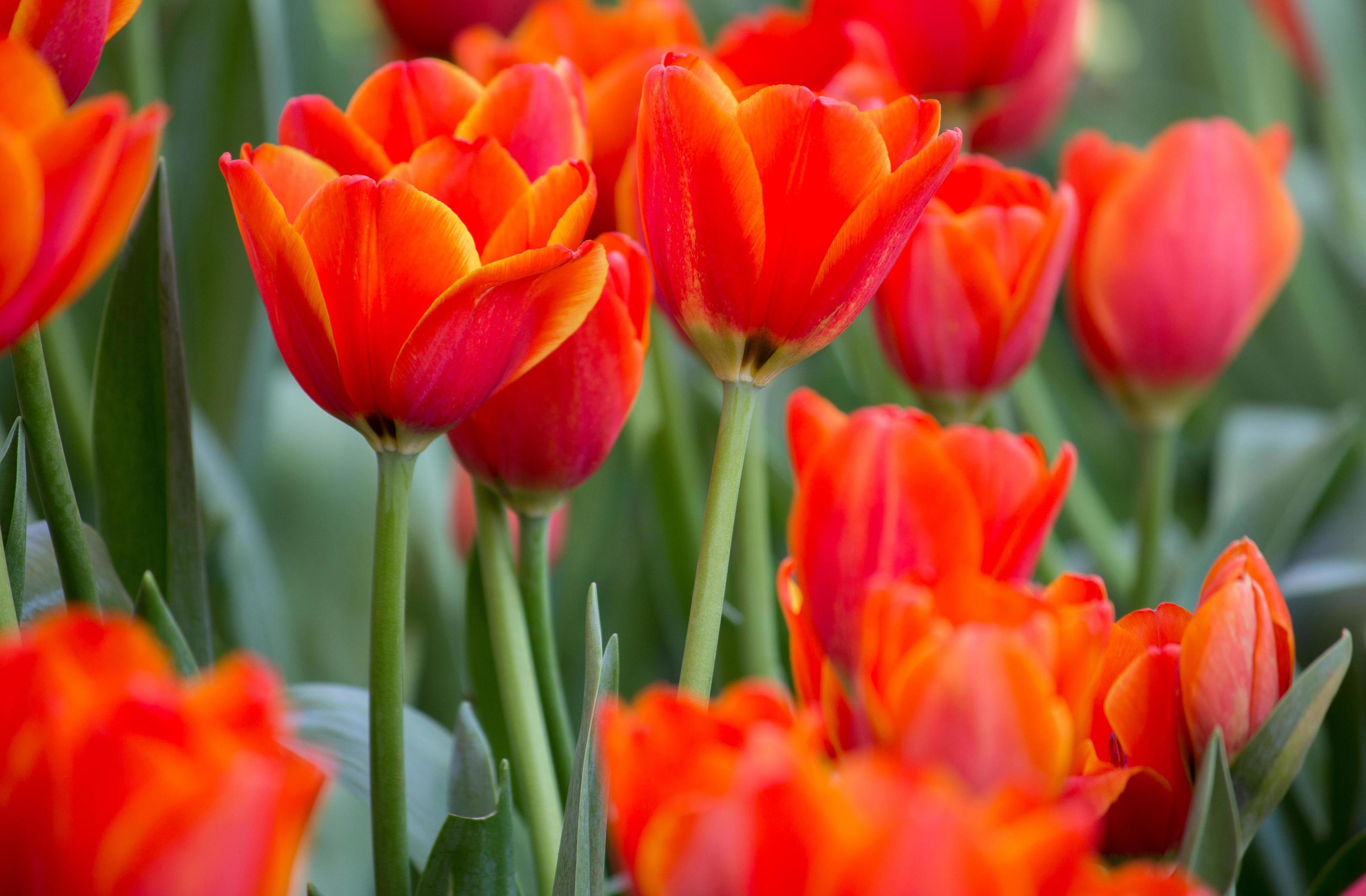 Red tulip flower fields blooming in the garden Stock Free