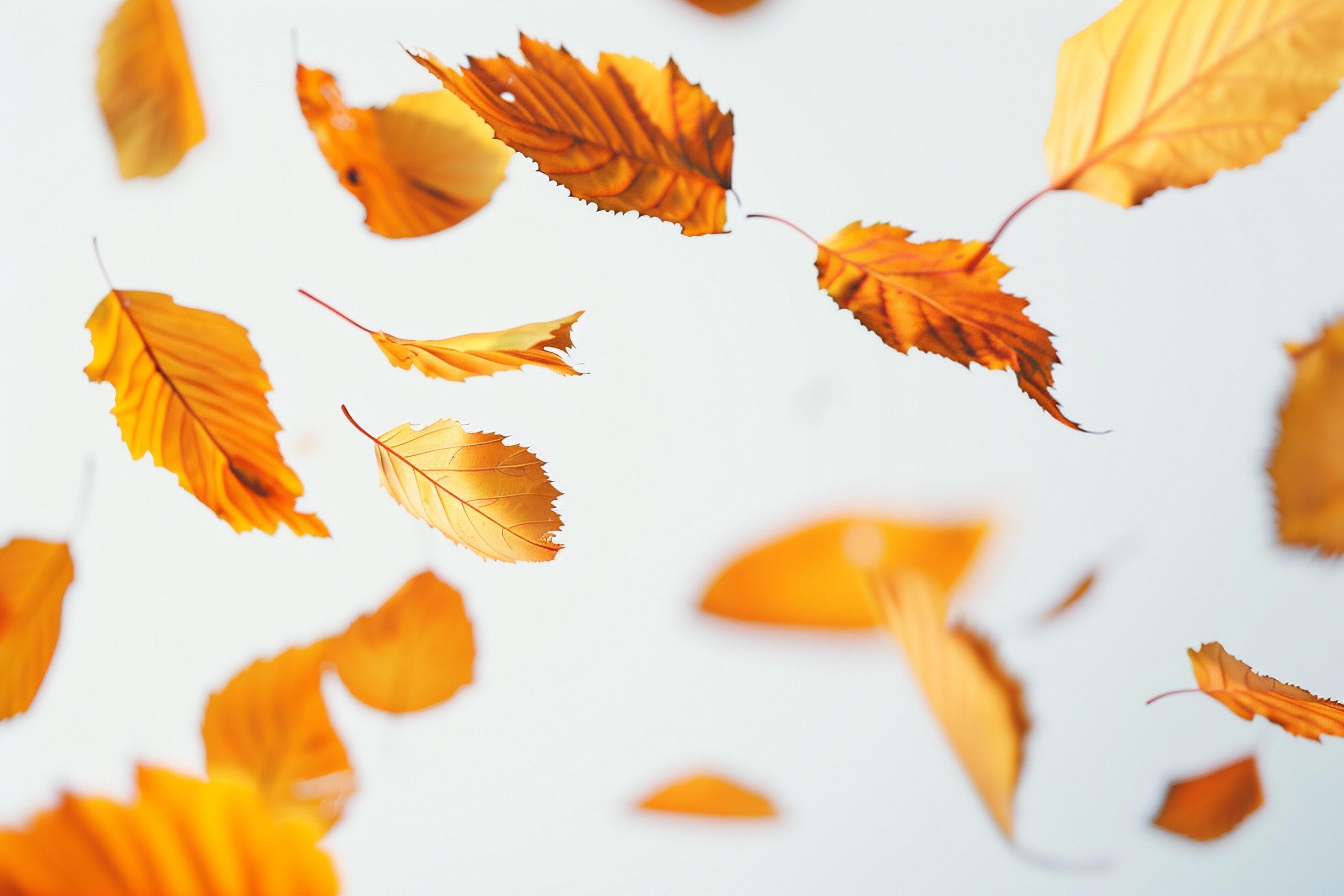 Scattered Autumn Leaves on White Background. Stock Free