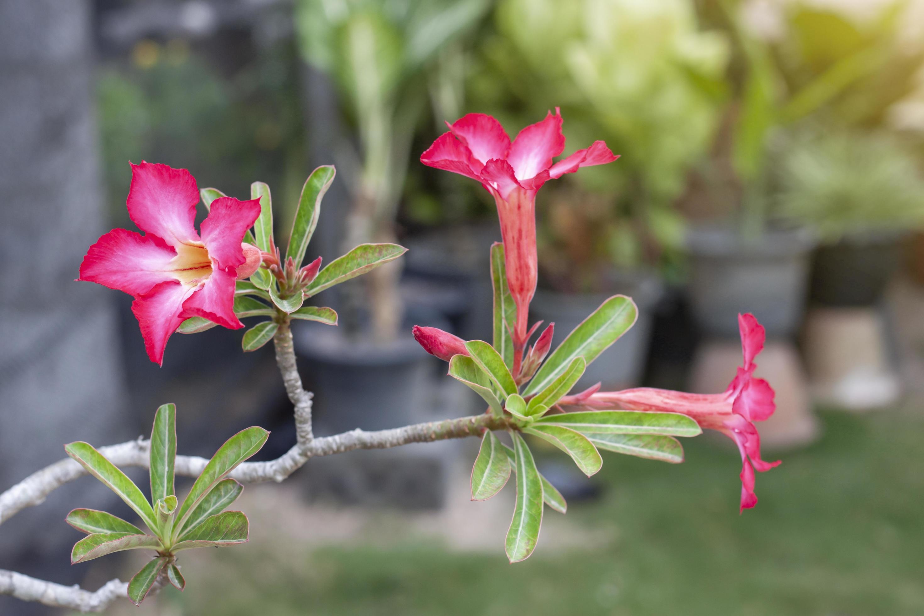 Fresh pink desert rose, mock azalea, pinkbignonia or impala lily flowers bloom in the garden on blur nature background. Stock Free