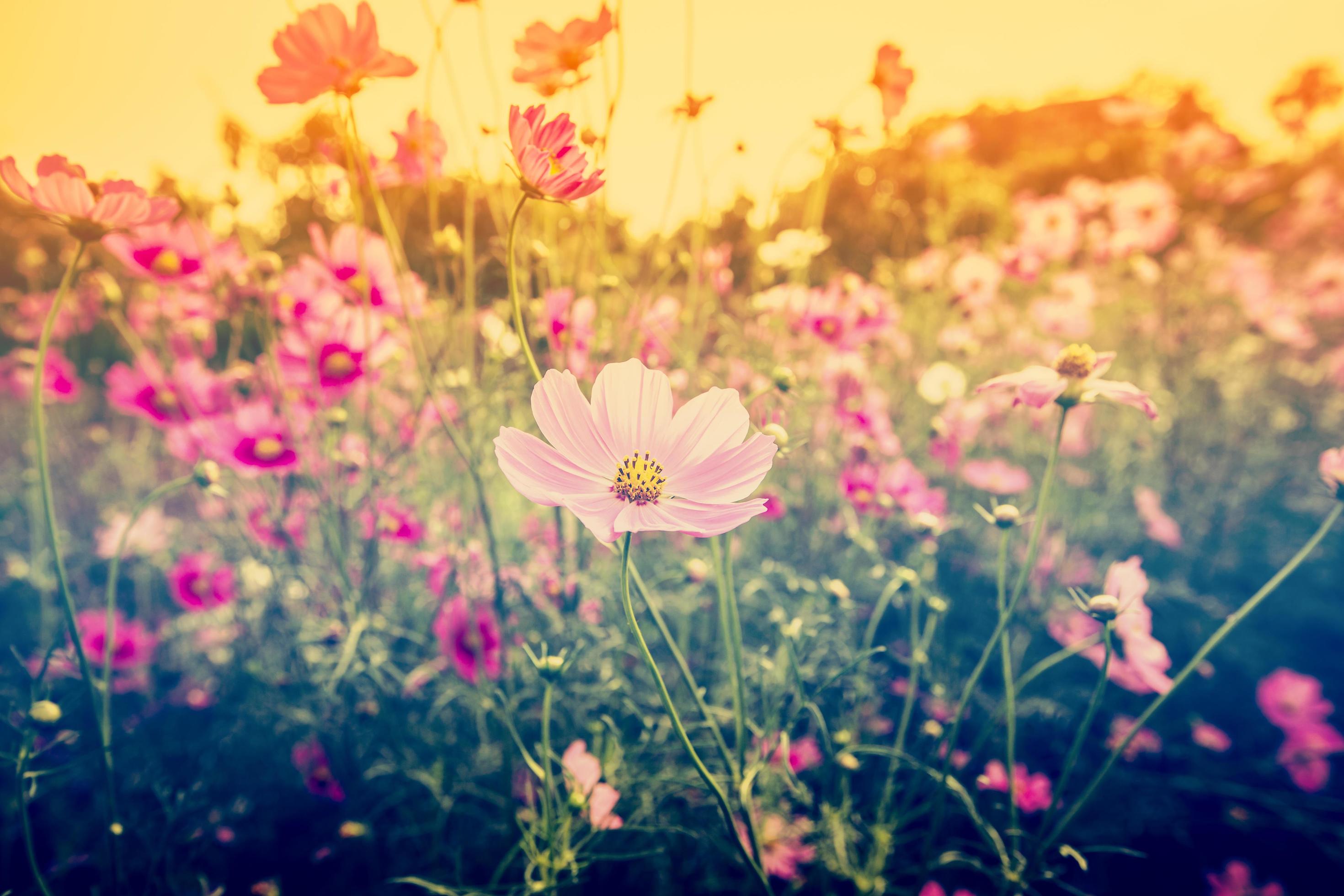 cosmos flower and sunlight in field meadow with vintage tone. Stock Free