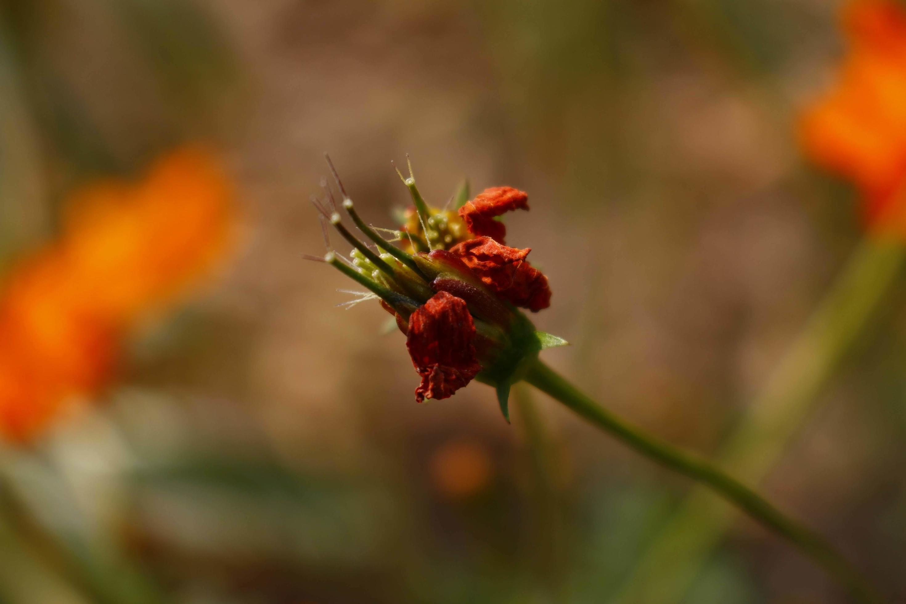 Bright Colored Flowering Plants in Outdoor Garden In Karachi Pakistan 2022 Stock Free