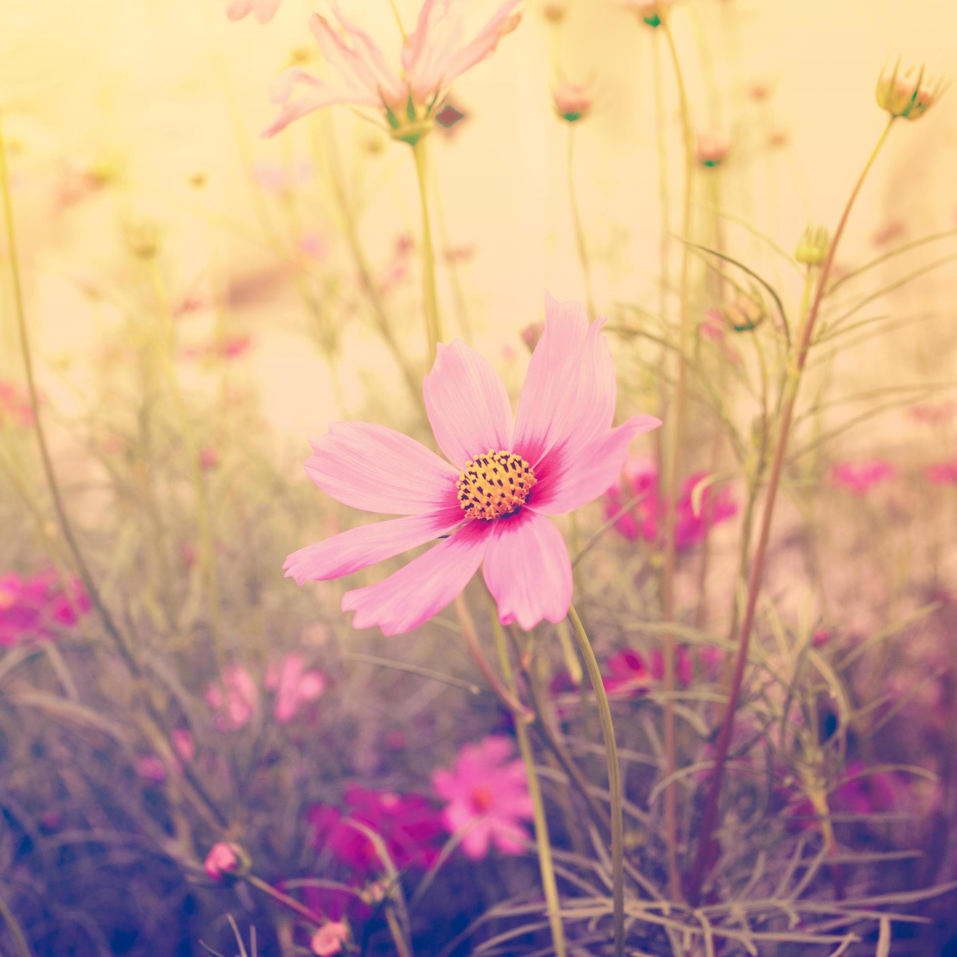 Cosmos flower vintage Stock Free