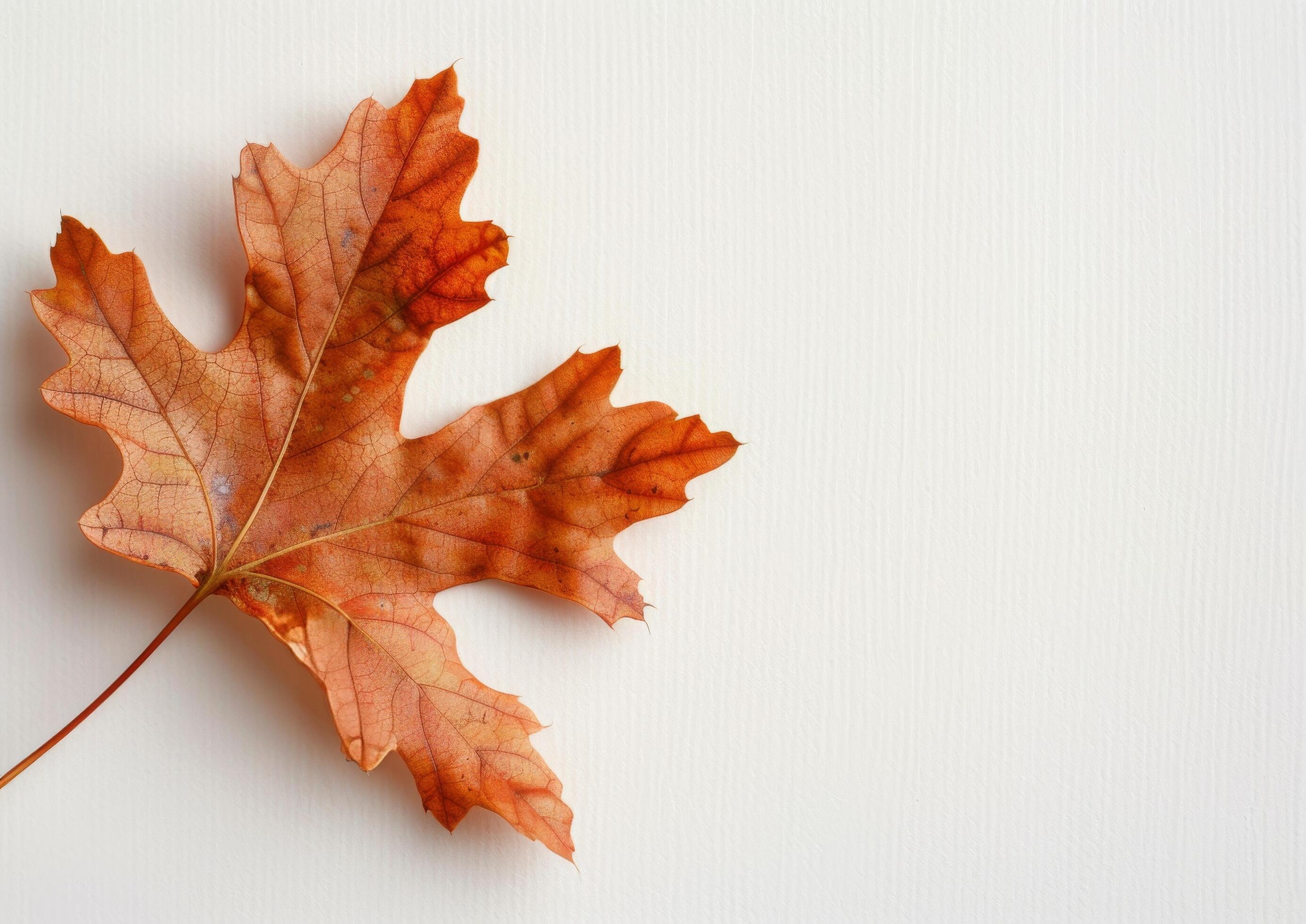 Brown Maple Leaf on White Background Stock Free