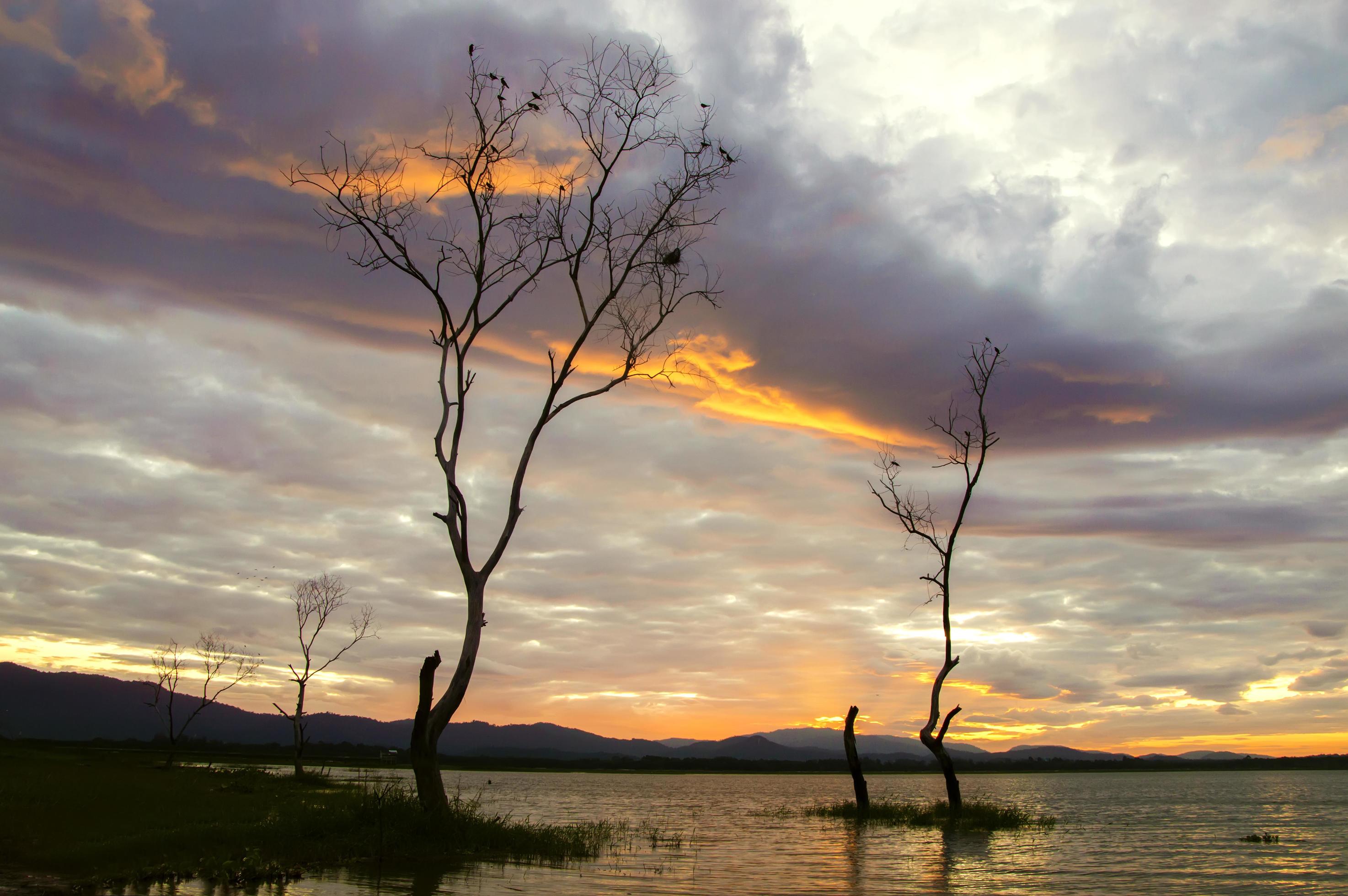 View of tree branch with sunrise in the morning Stock Free