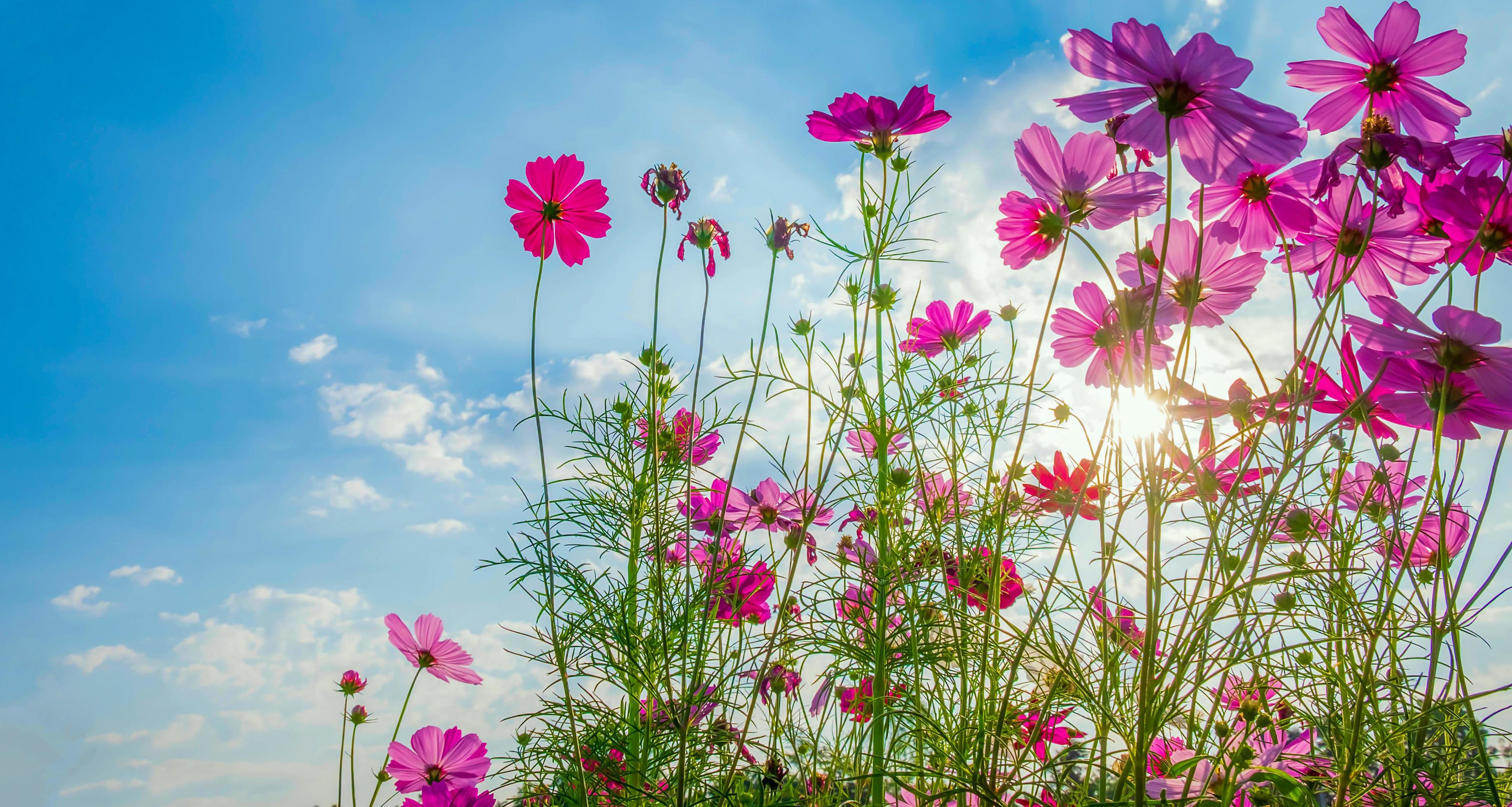 Cosmos flower background and blue sky Stock Free