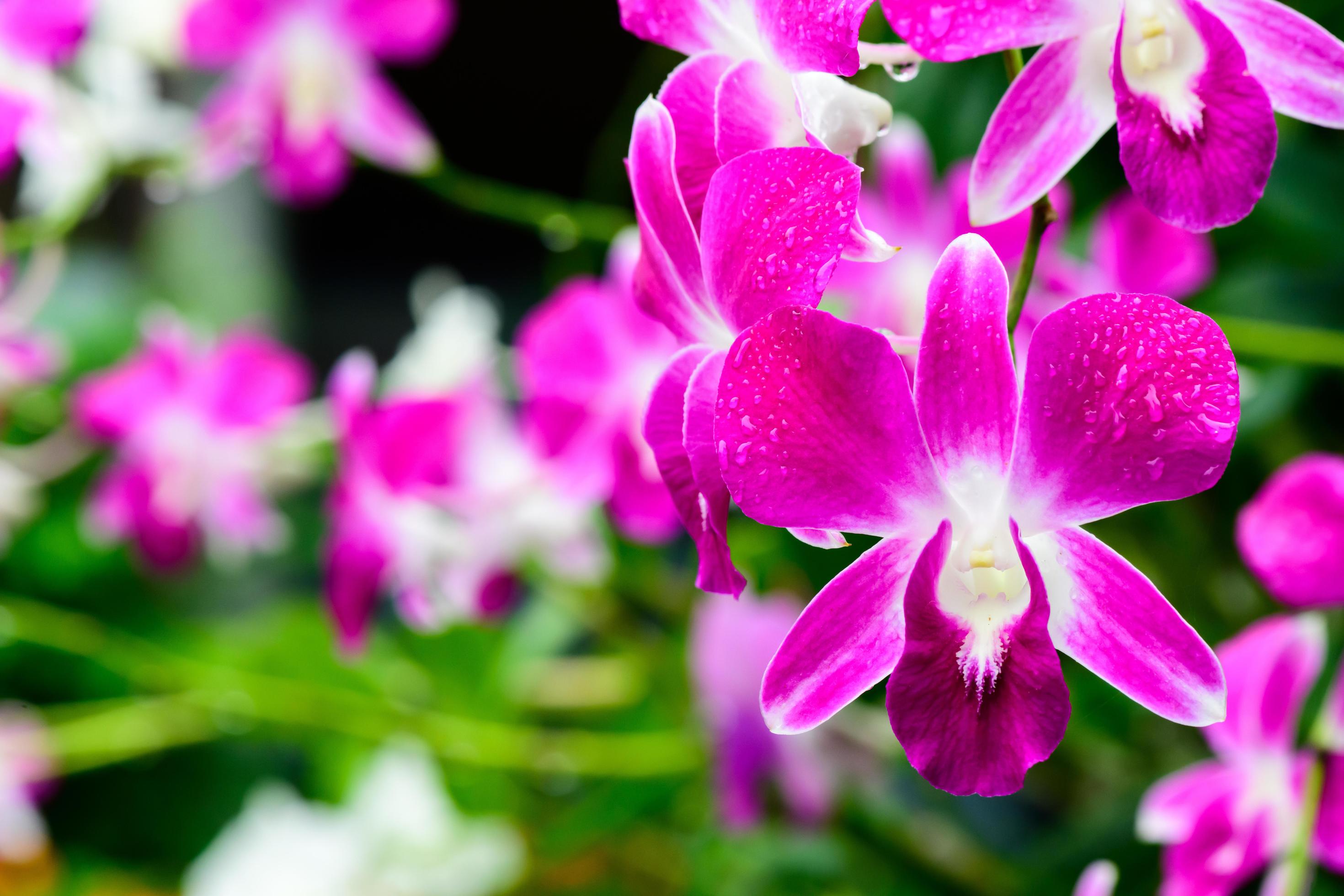 Purple fresh Orchids flowers in garden Stock Free