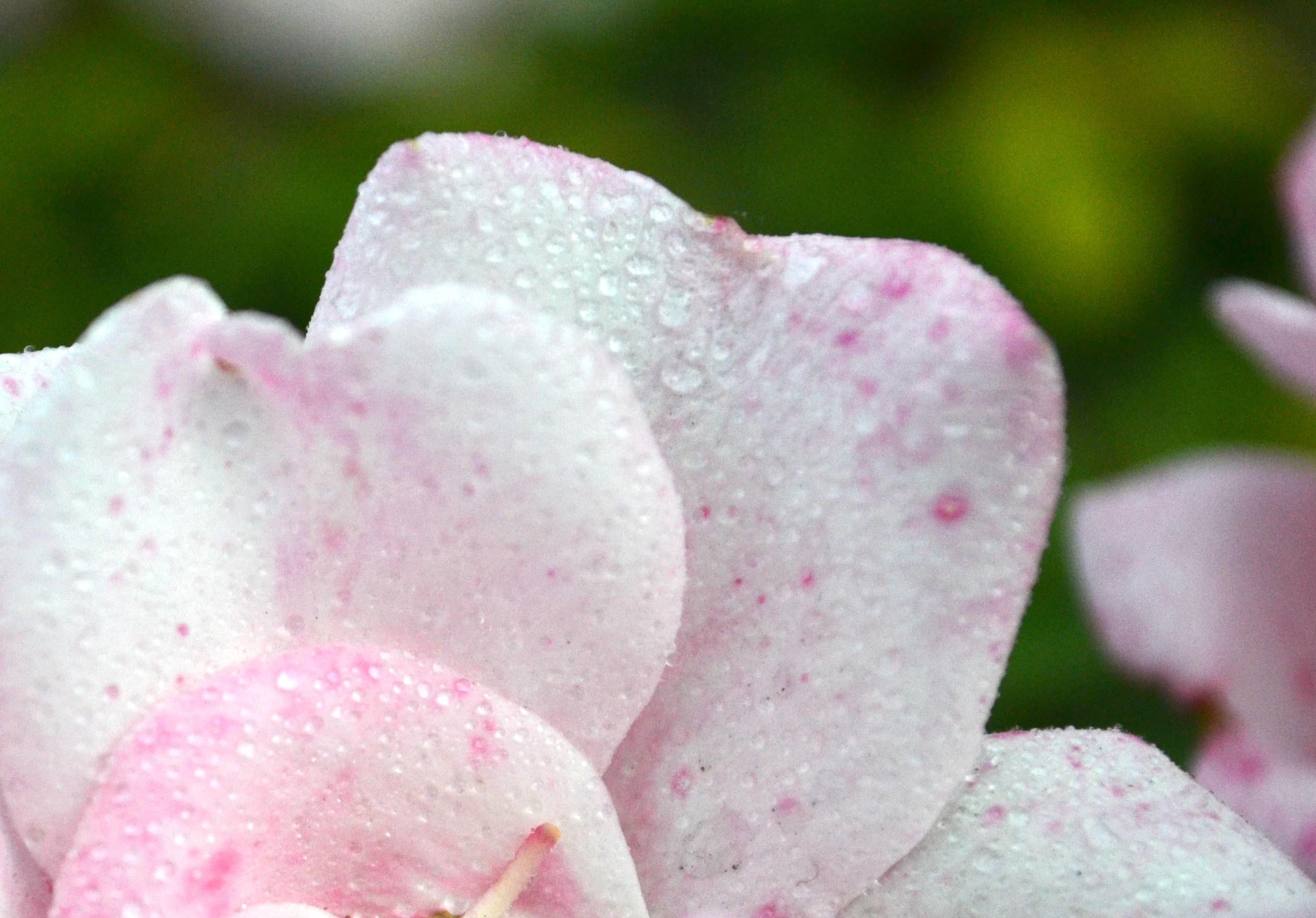 Macro Flower Petals Stock Free