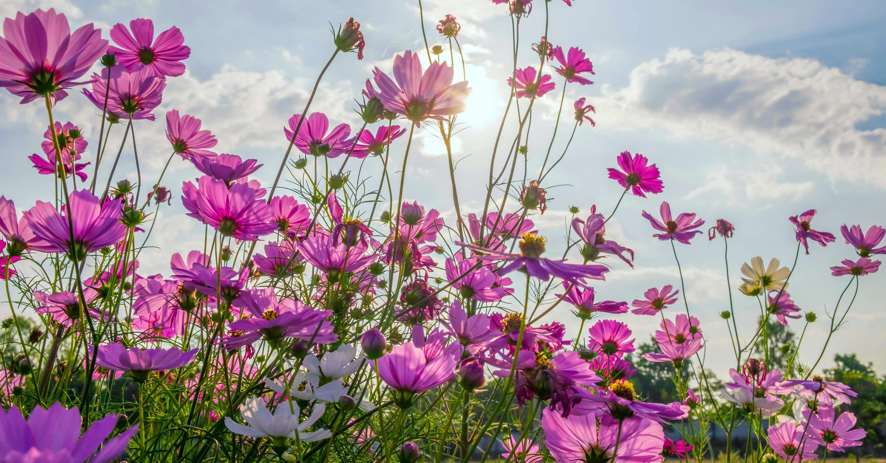 Cosmos flower background and blue sky Stock Free