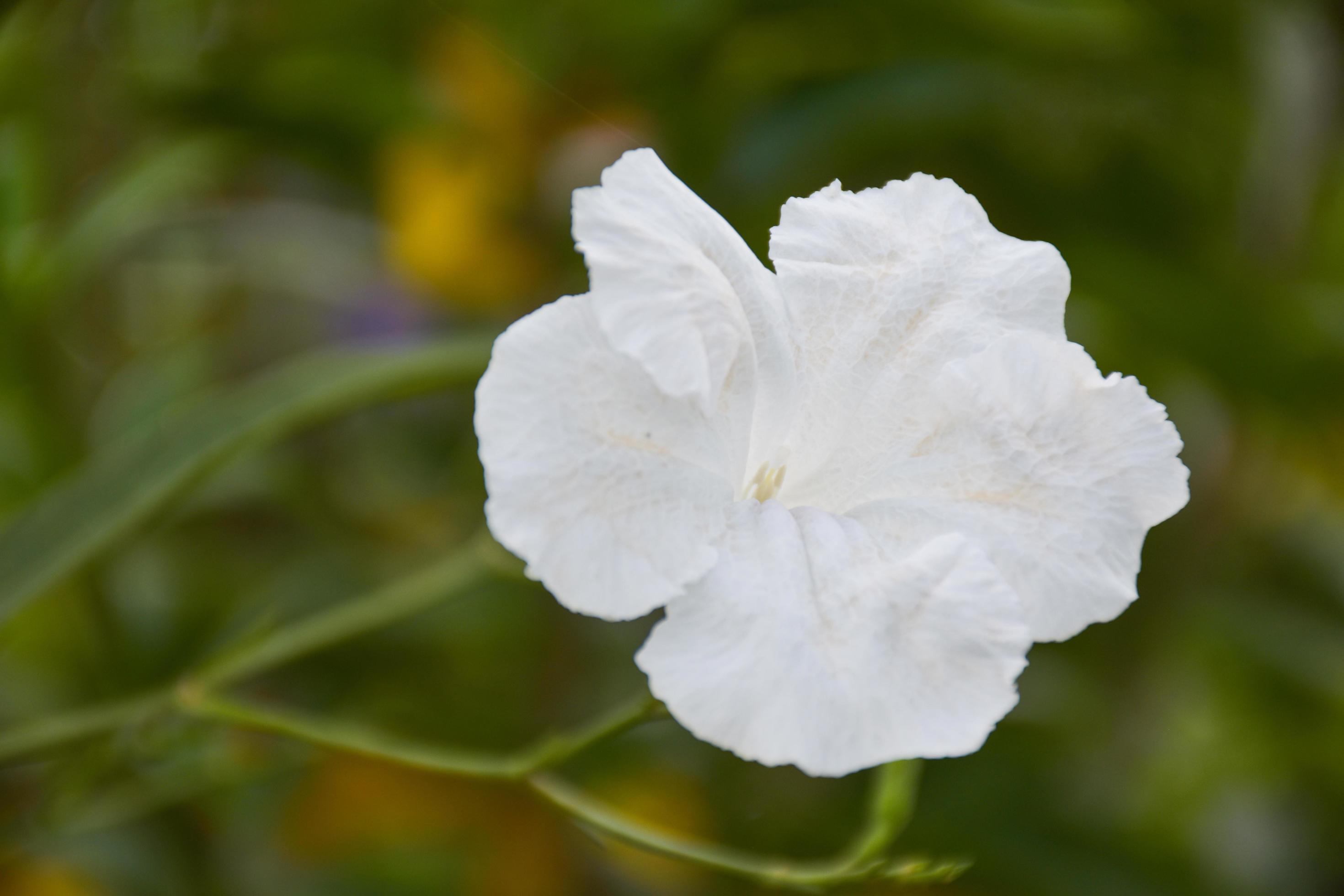 Ruellias commonly known as wild petunia flower. White flower background Stock Free