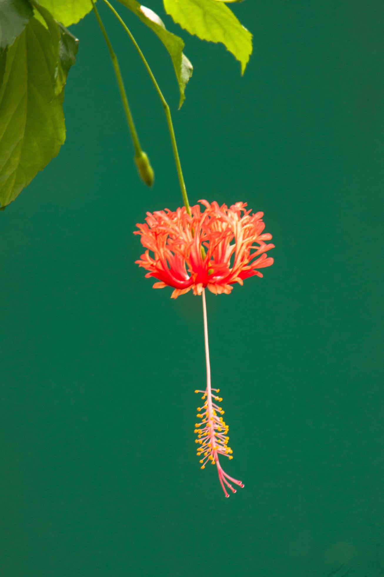 hibiscus flower in the garden Stock Free