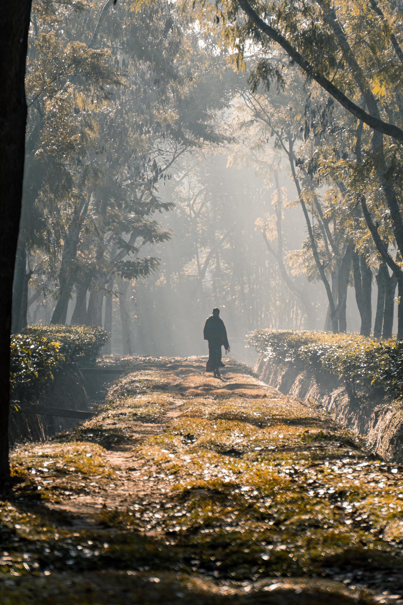 On a foggy morning, a person walking along a tree garden road Stock Free