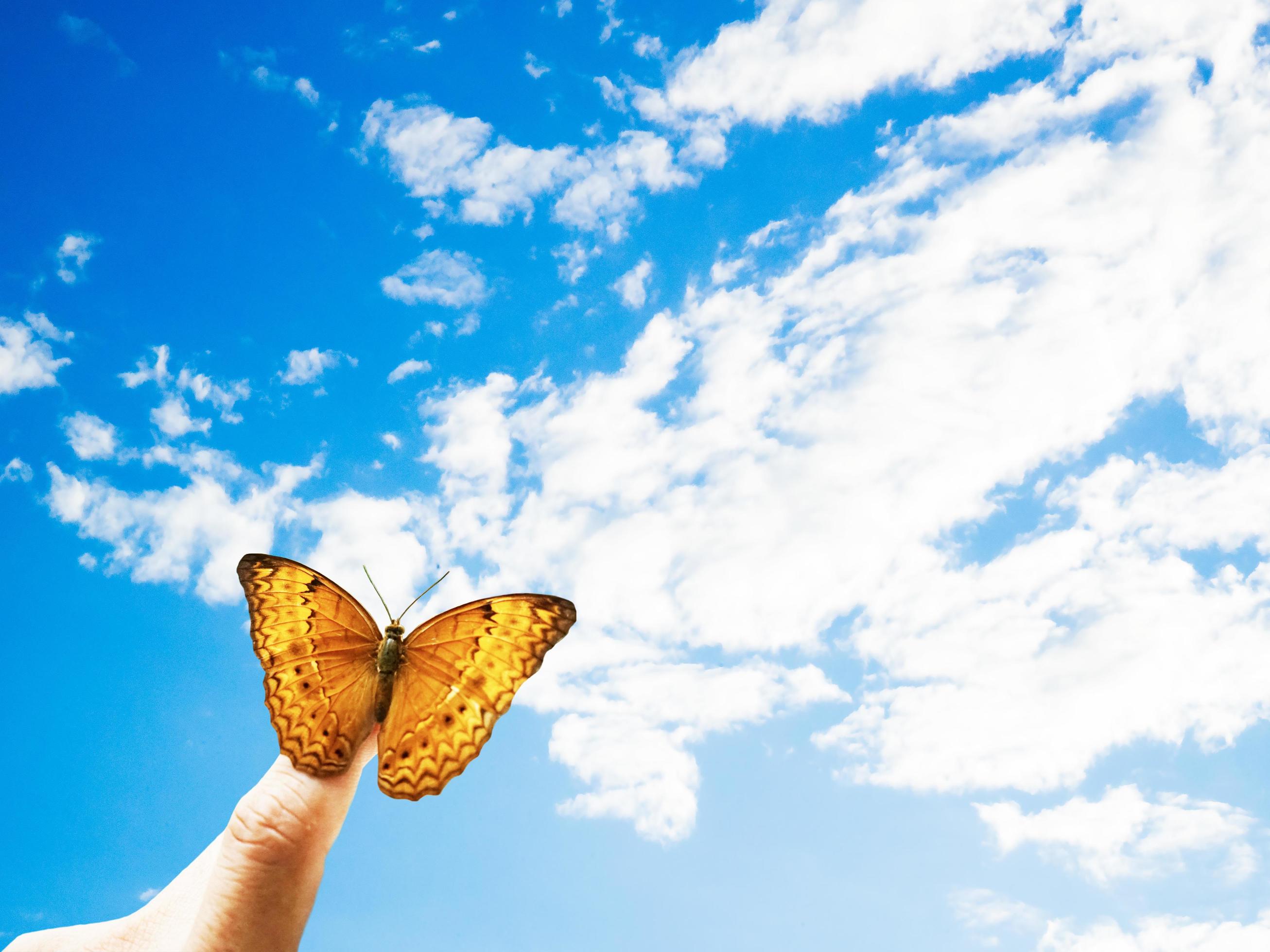 Butterfly on hand in jungle the beauty of nature Stock Free