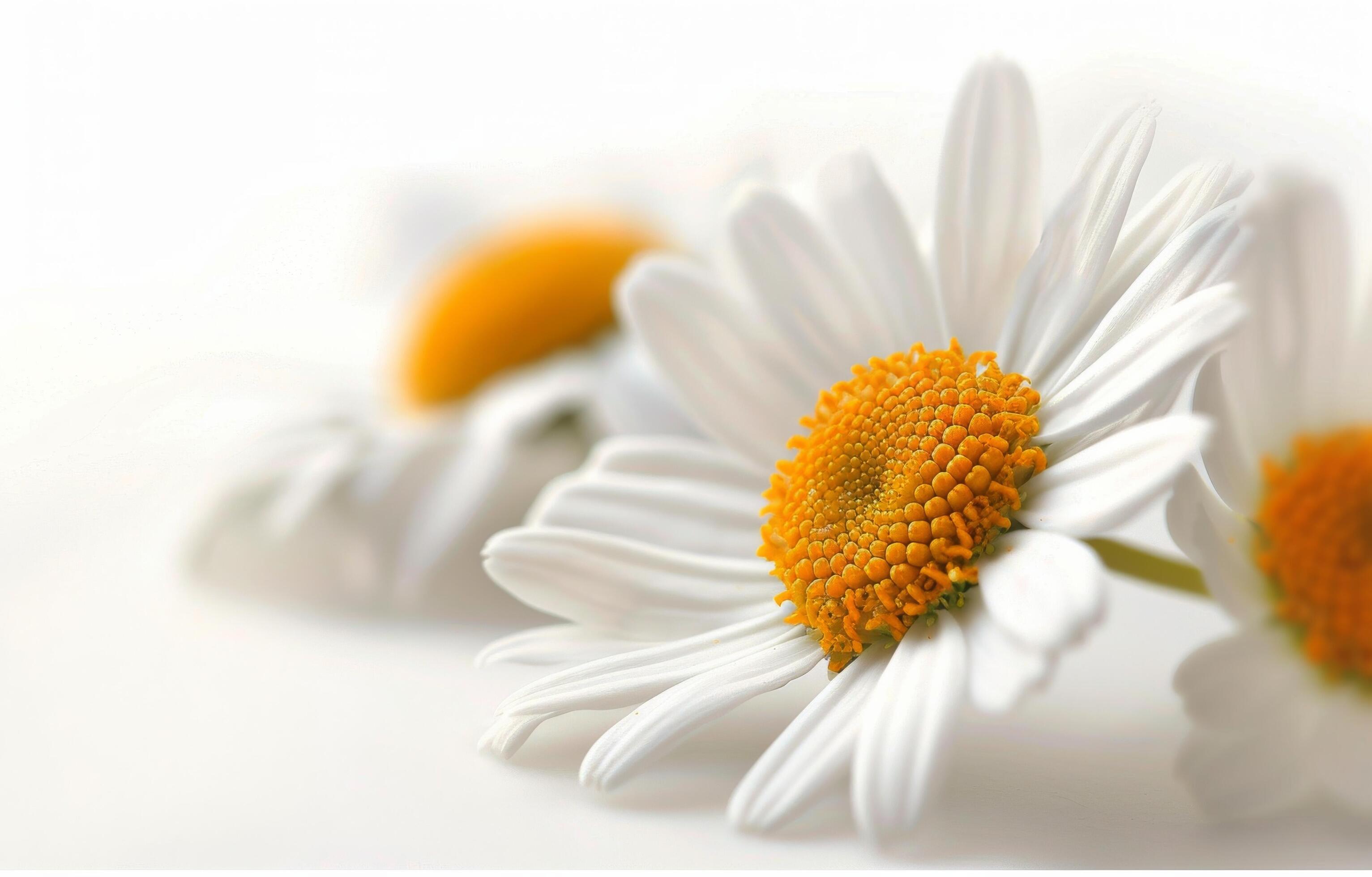 Single White Daisy on a Light Background Stock Free