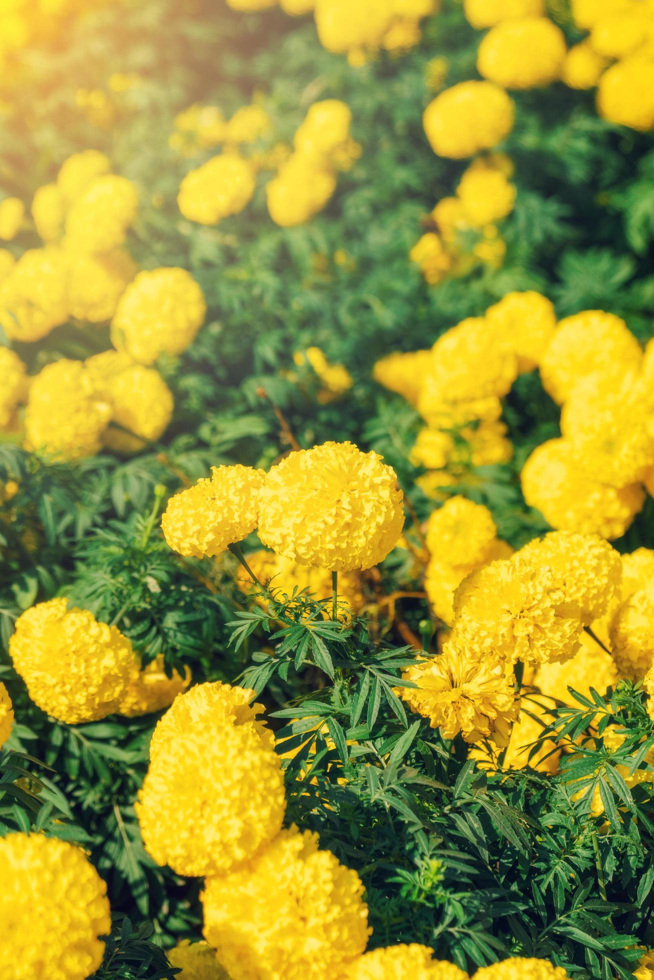 Yellow Marigold flowers Stock Free