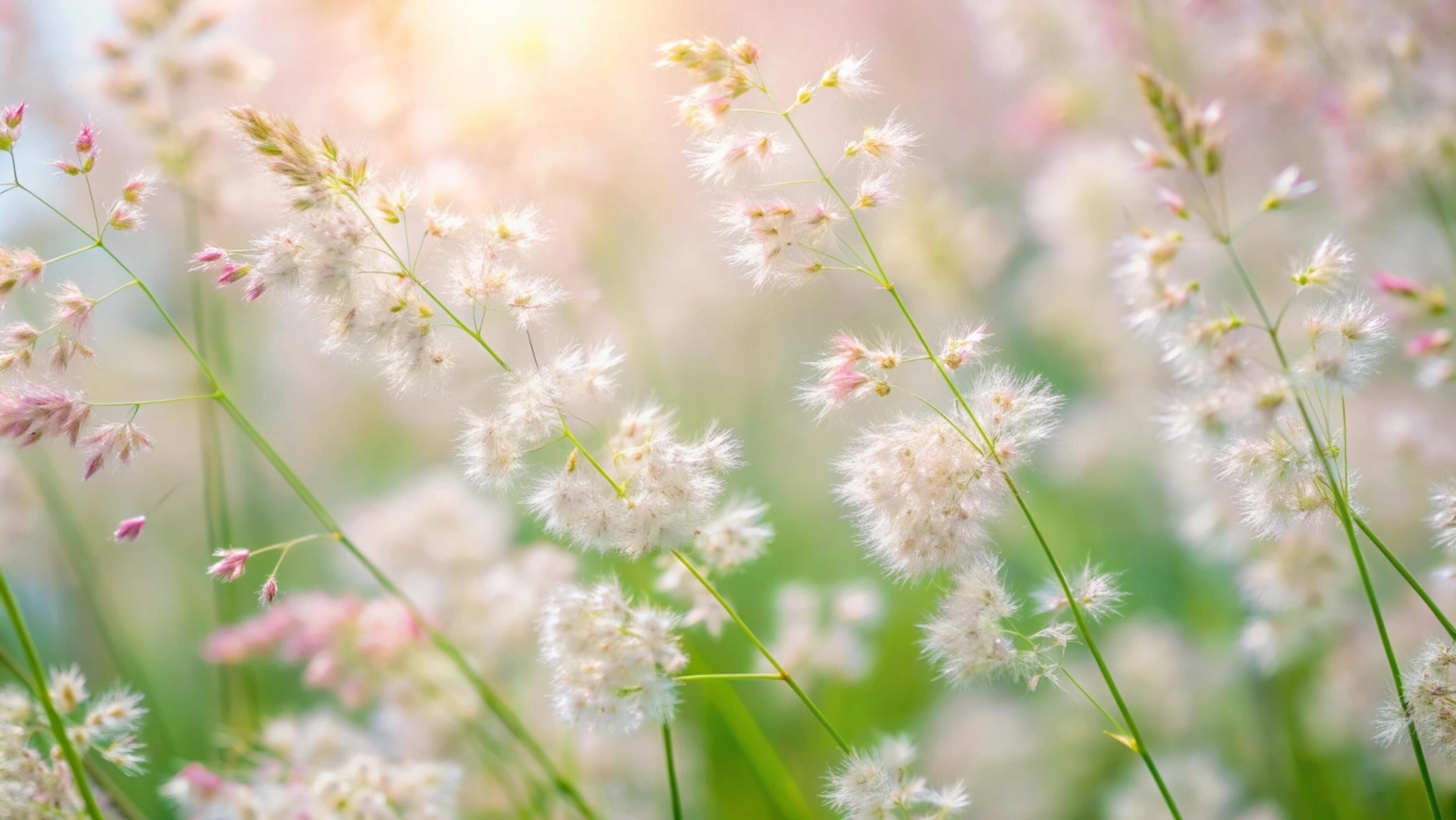 Blooming grass flowers on a white background. Stock Free