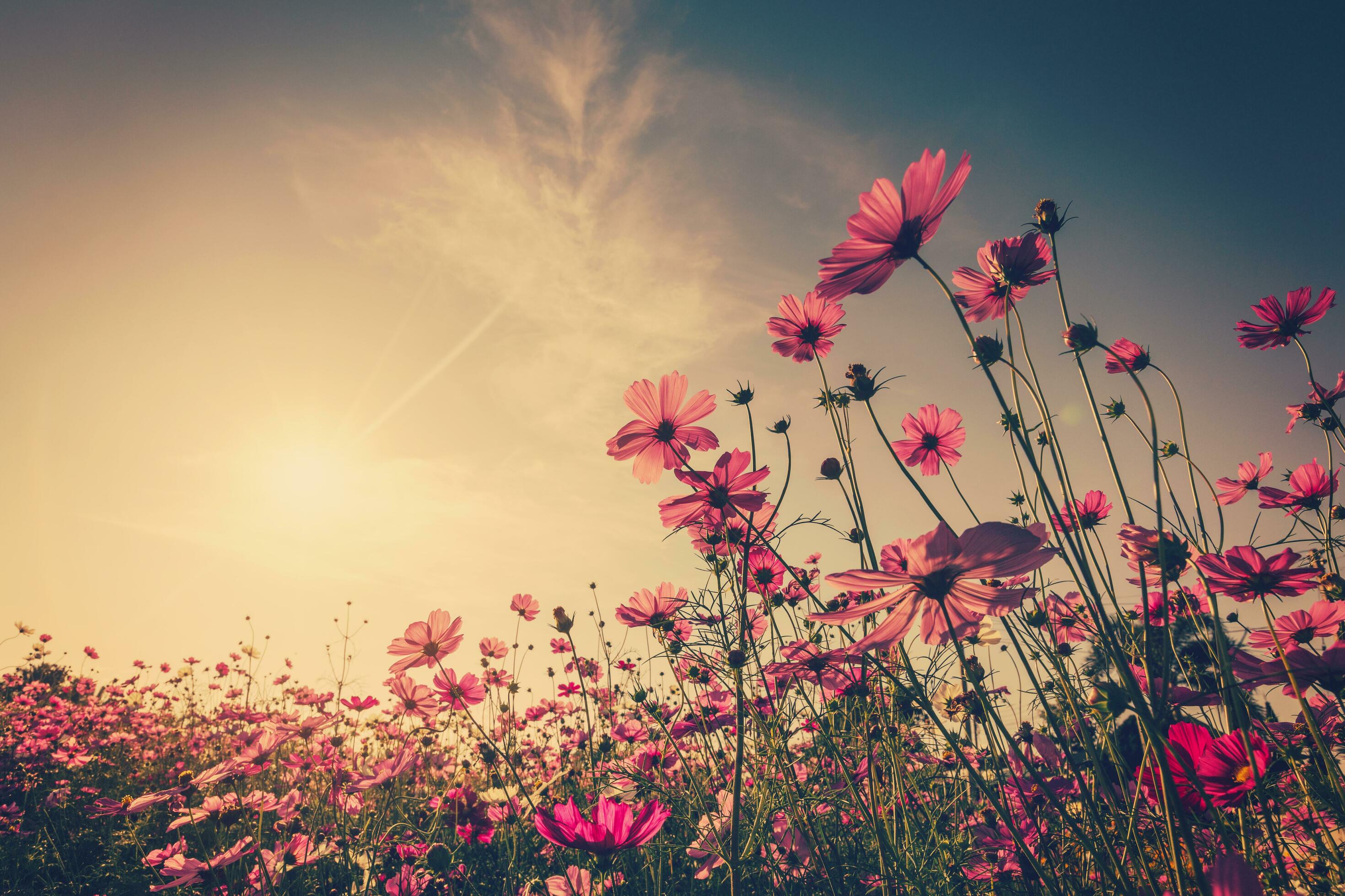 Field cosmos flower and sky sunlight with Vintage filter. Stock Free
