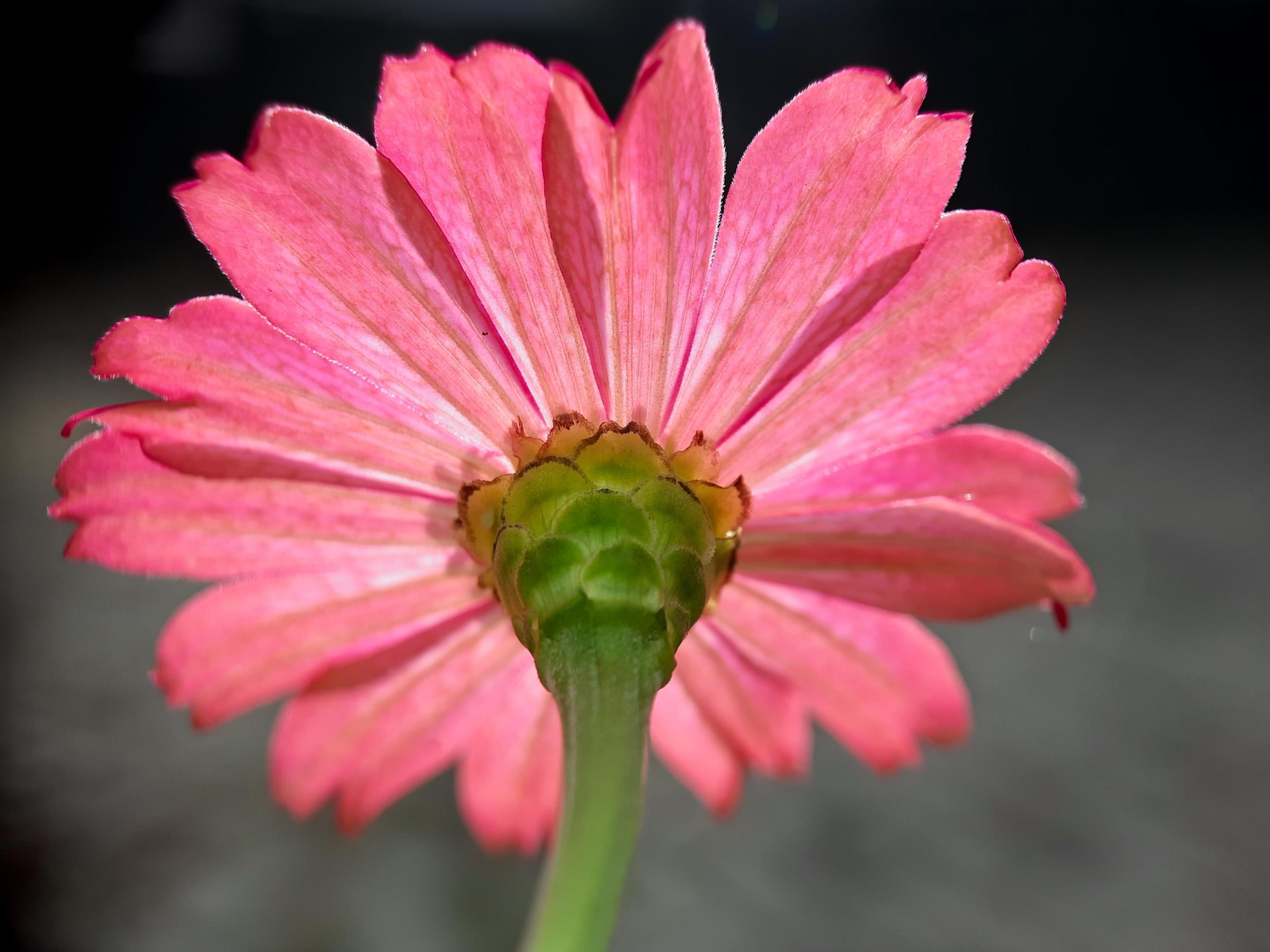 pink flower blooms in the morning on a blurred background. bokeh Stock Free