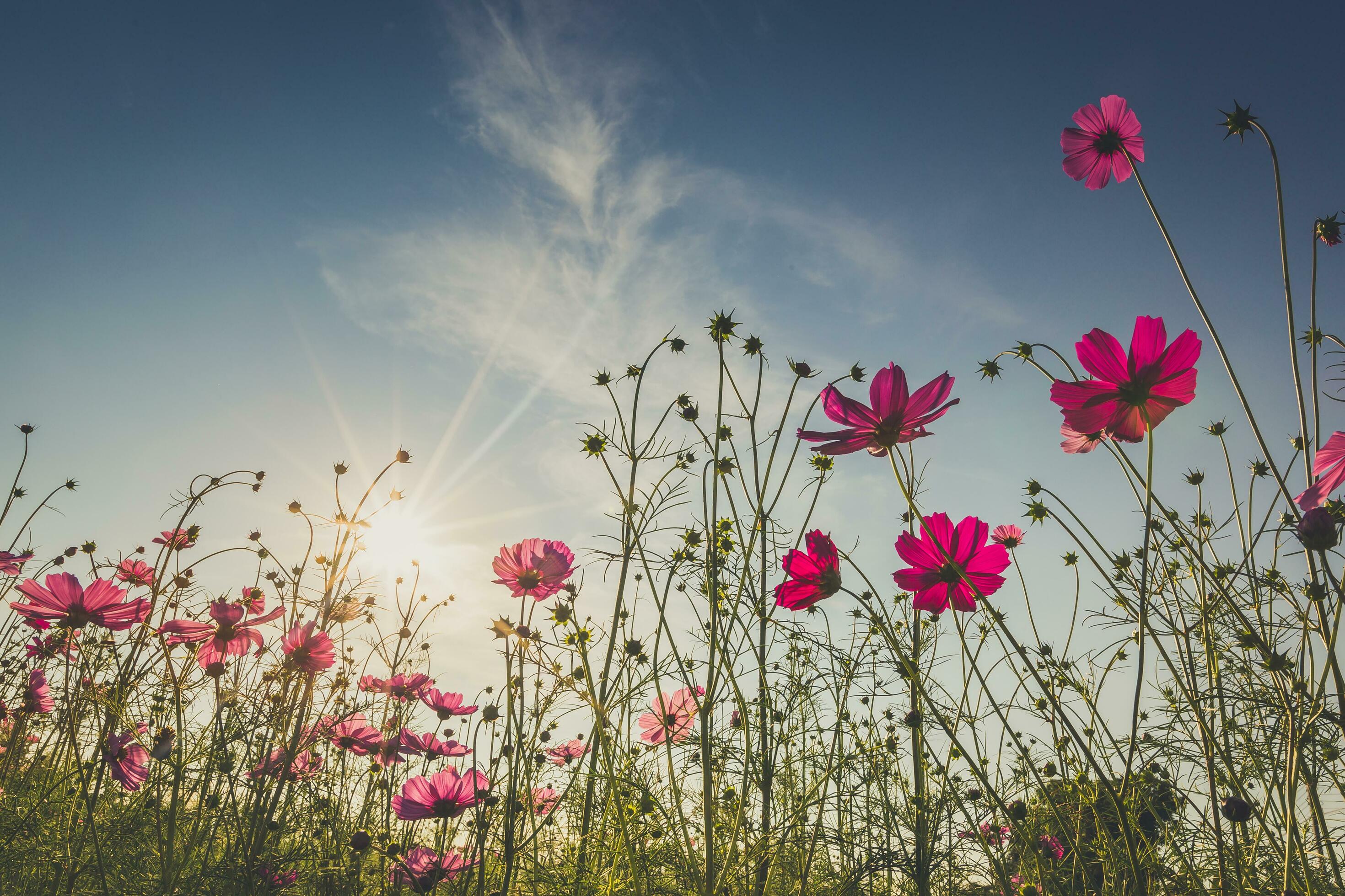 The beautiful cosmos flower in full bloom with sunlight. Stock Free