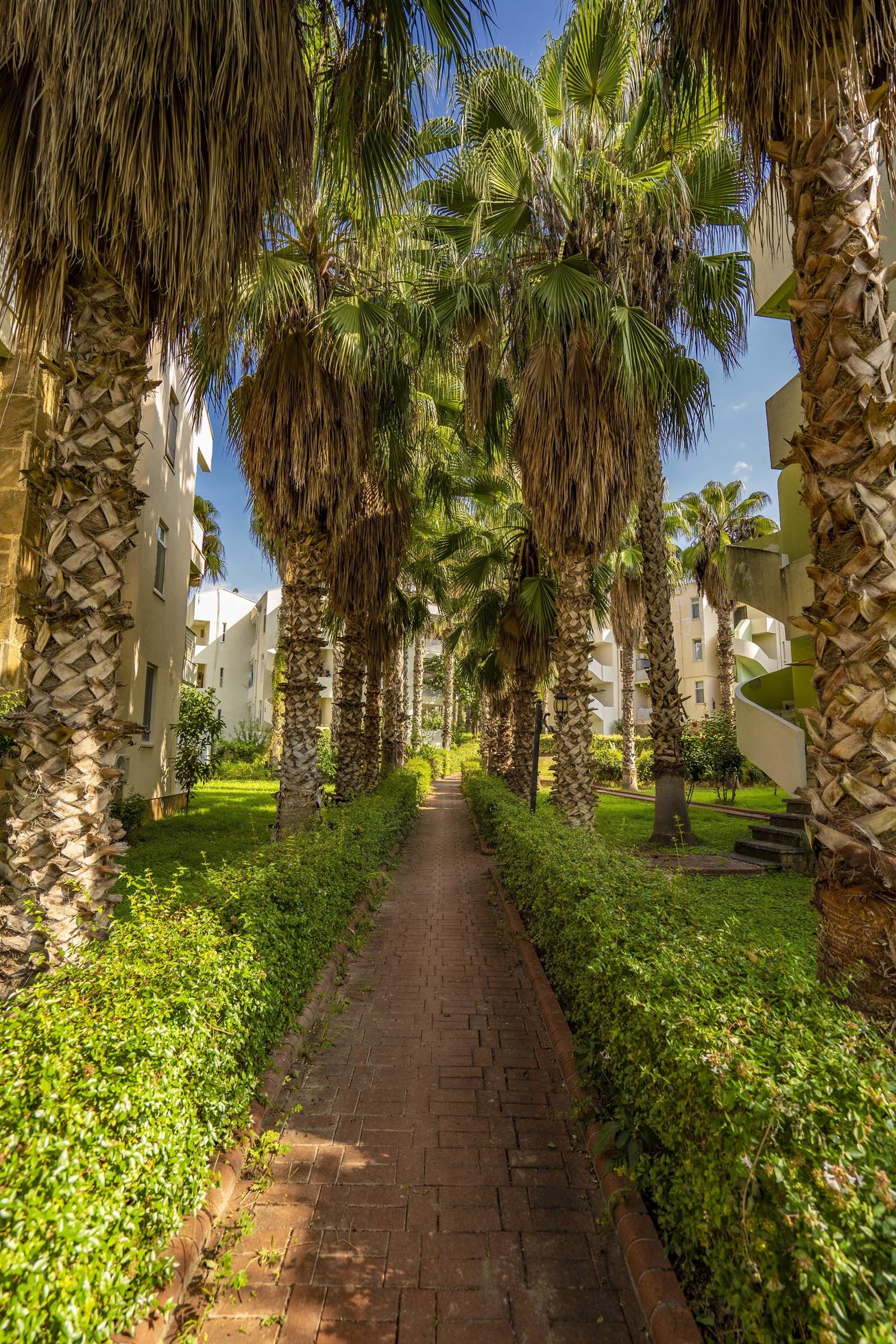 peaceful road under palm trees Stock Free