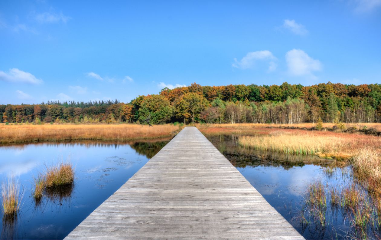 Fall in Drenthe Stock Free