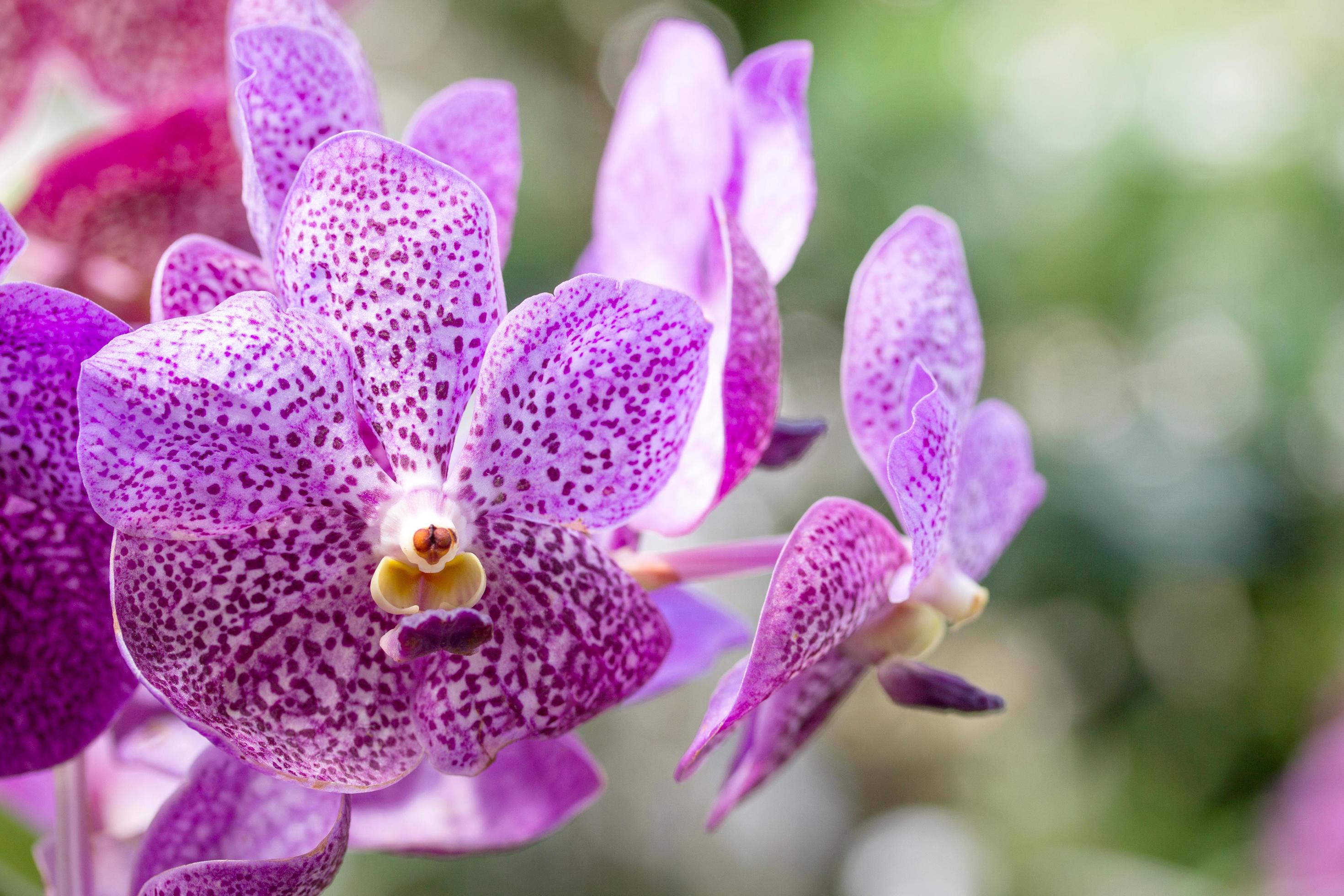 Purple orchid flower Stock Free