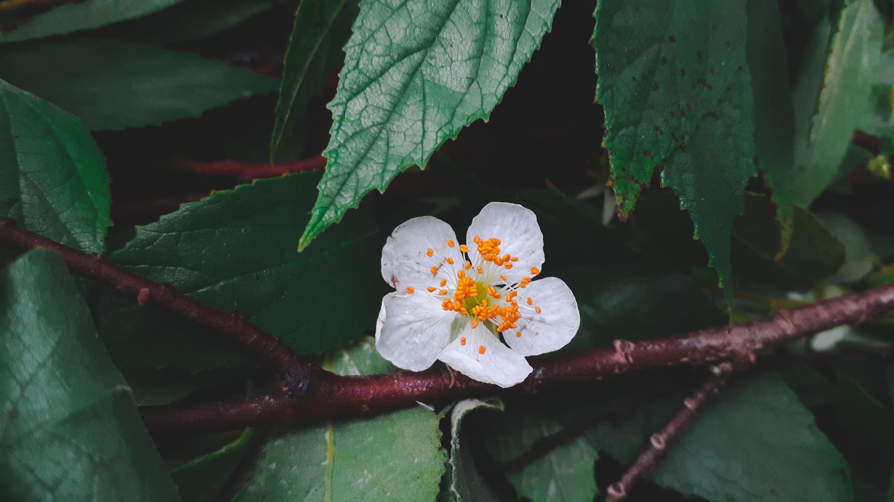 White beautiful flower of kersen tree, or muntingia calabura flower. Stock Free