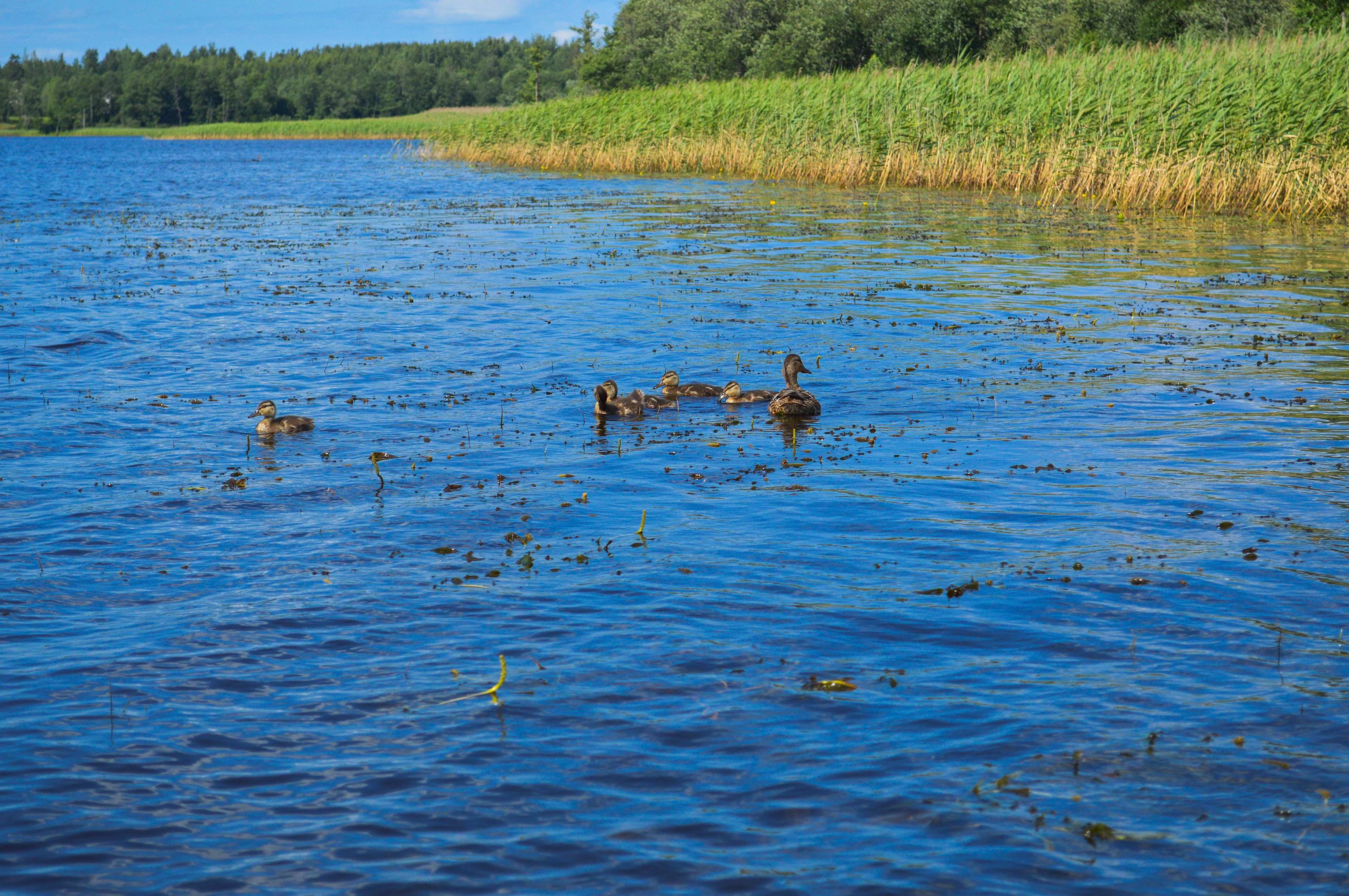 High aquatic green natural beautiful plants bushes grass reeds against the backdrop of the river bank and blue sky Stock Free