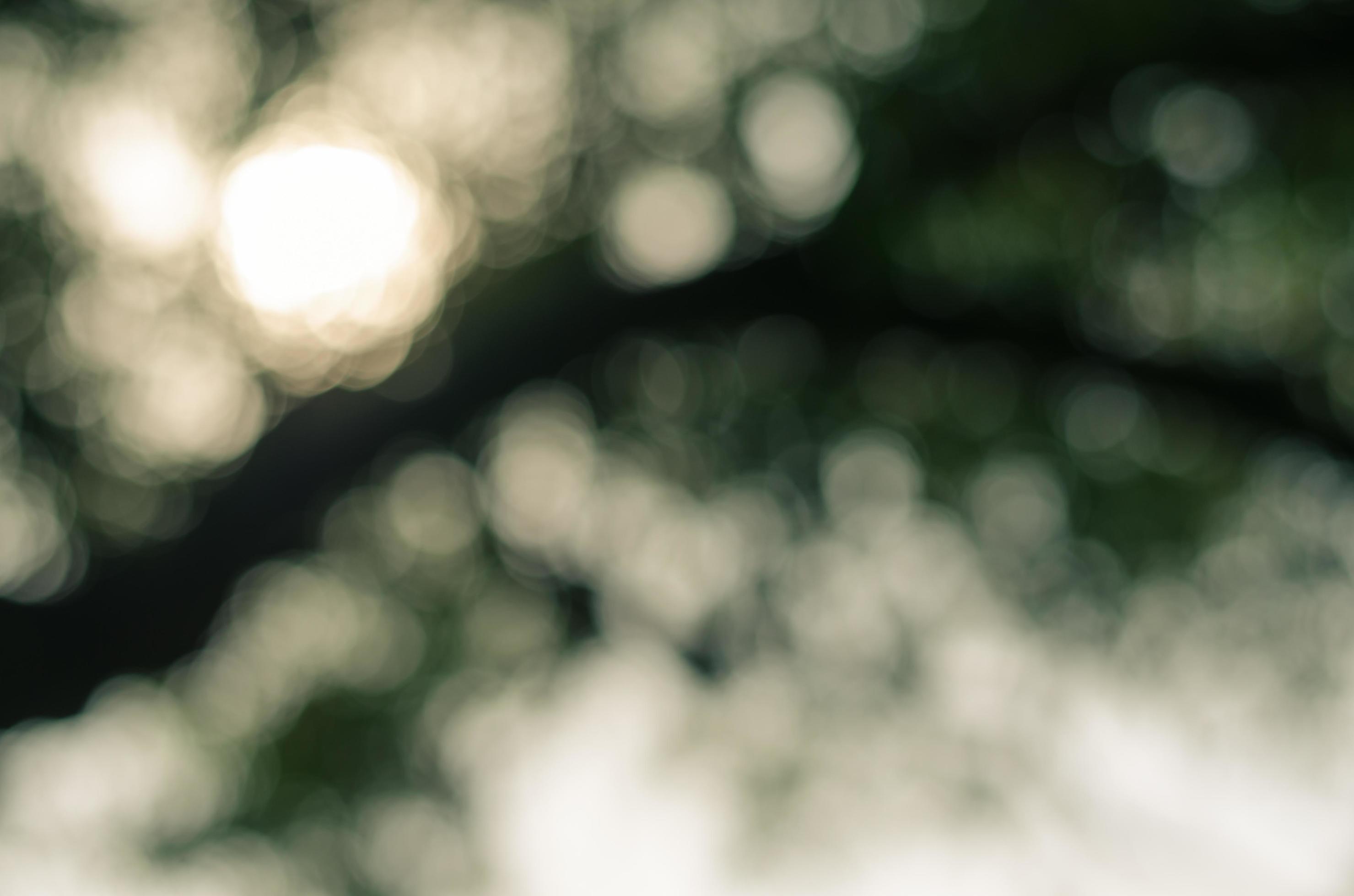 Blurry Bokeh of Foliage for Natural Concept Background Stock Free