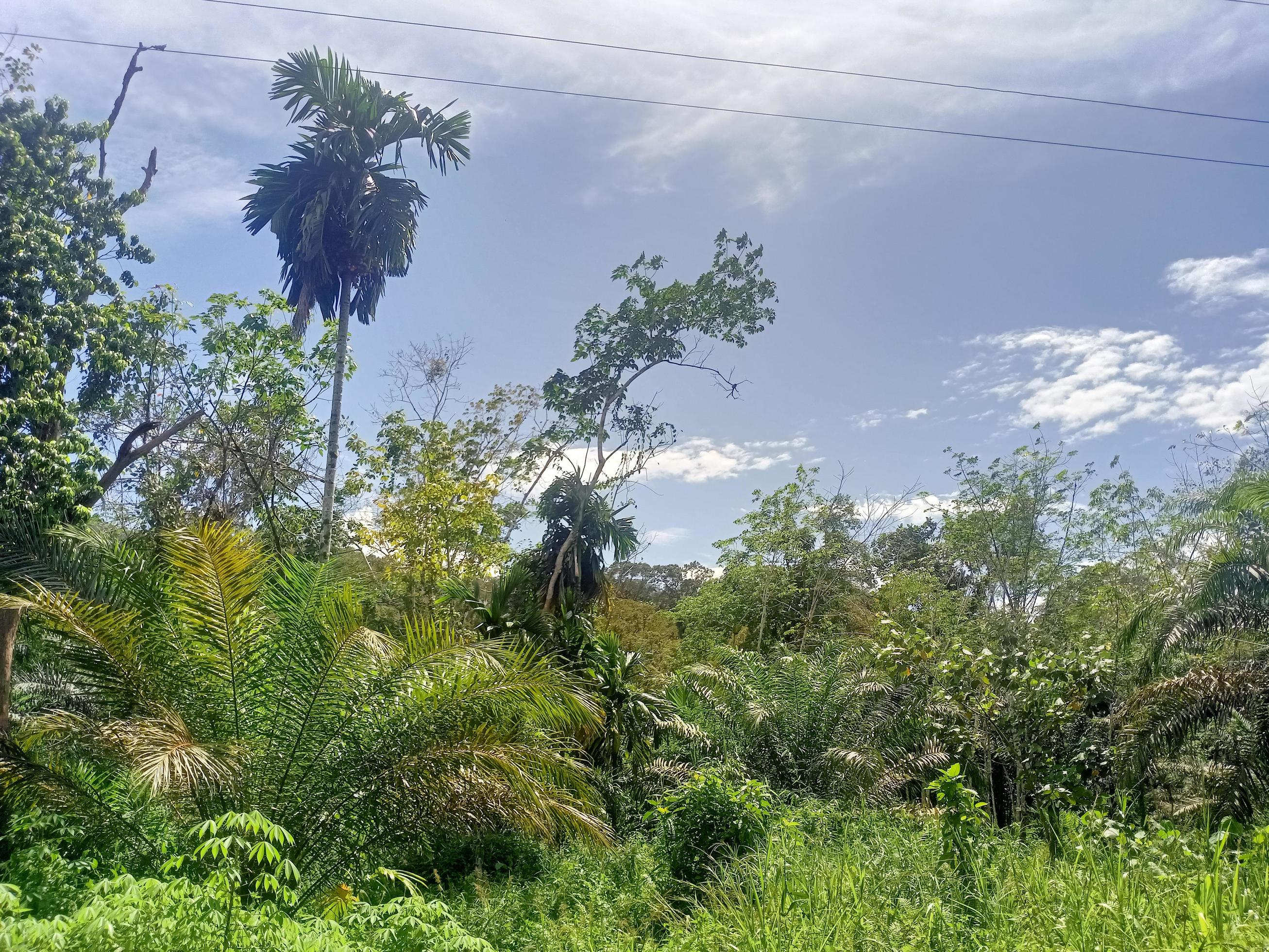 beautiful view clear blue sky and lots of natural green trees Stock Free