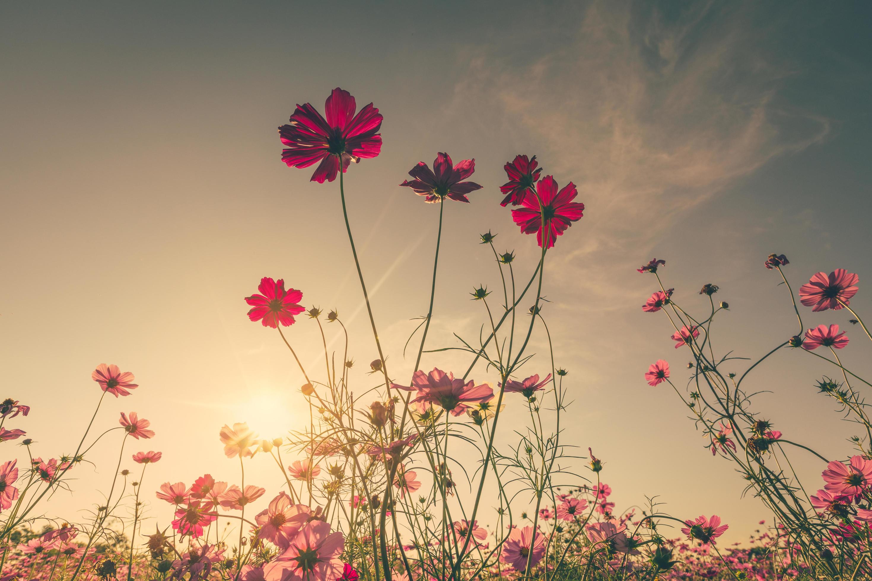Field cosmos flower and sky sunlight with Vintage filter. Stock Free