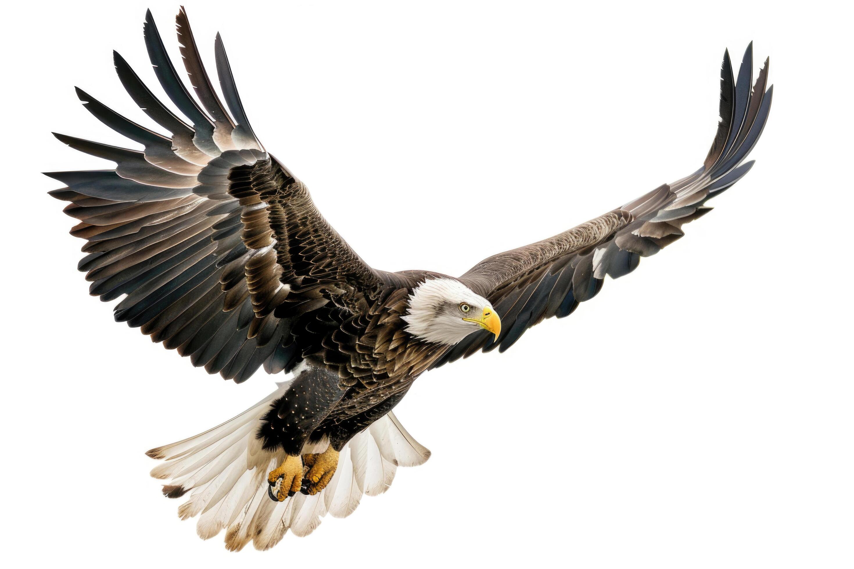 An eagle mid-soar, wings wide, isolated on a white background Stock Free