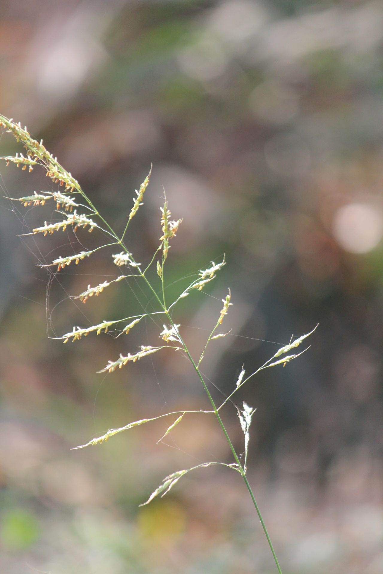 Bush Reed Stock Free