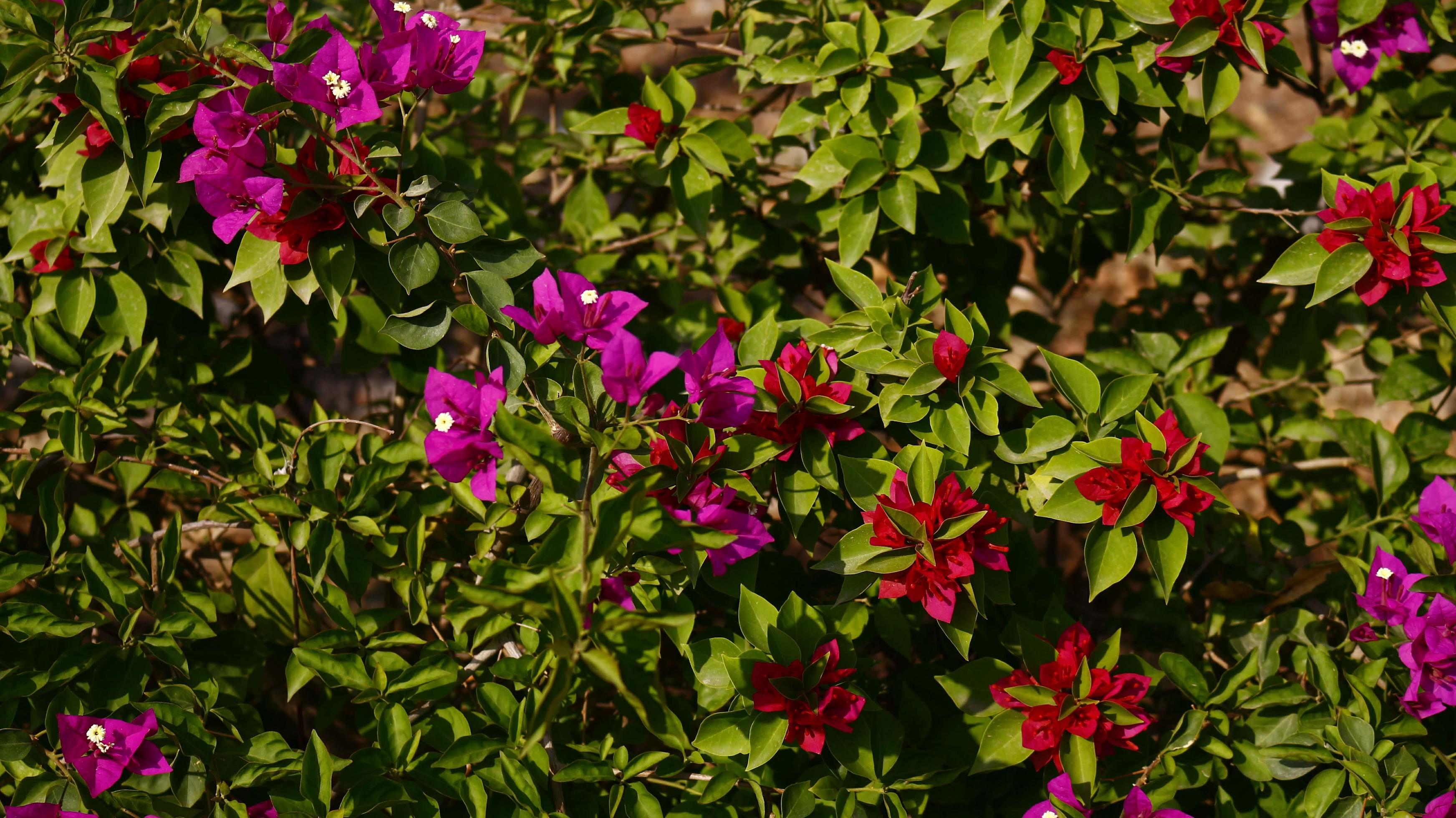 Bright Colored Flowering Plants in Outdoor Garden In Karachi Pakistan 2022 Stock Free