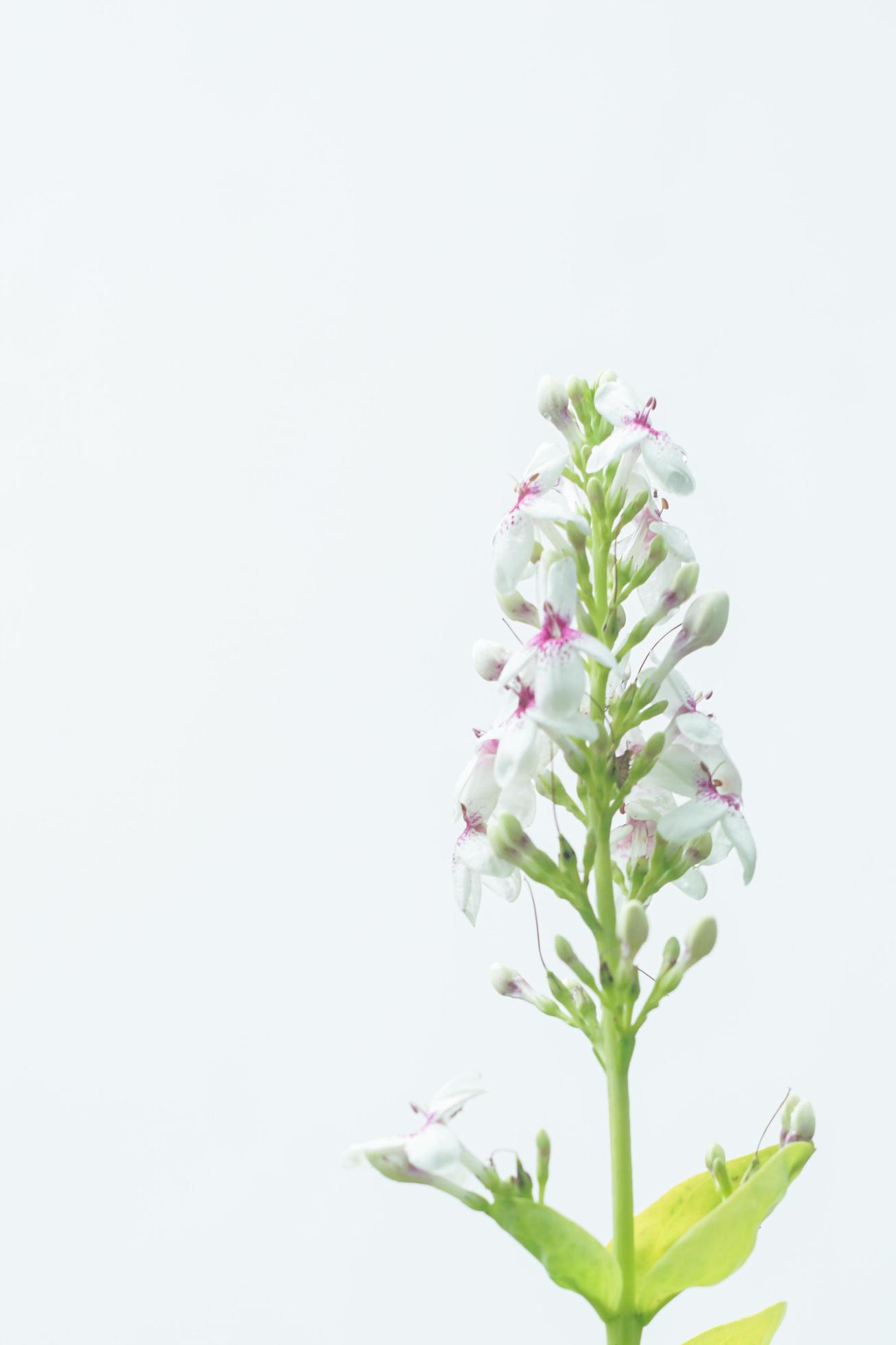 White flowers bloom on a white background no 3 Stock Free