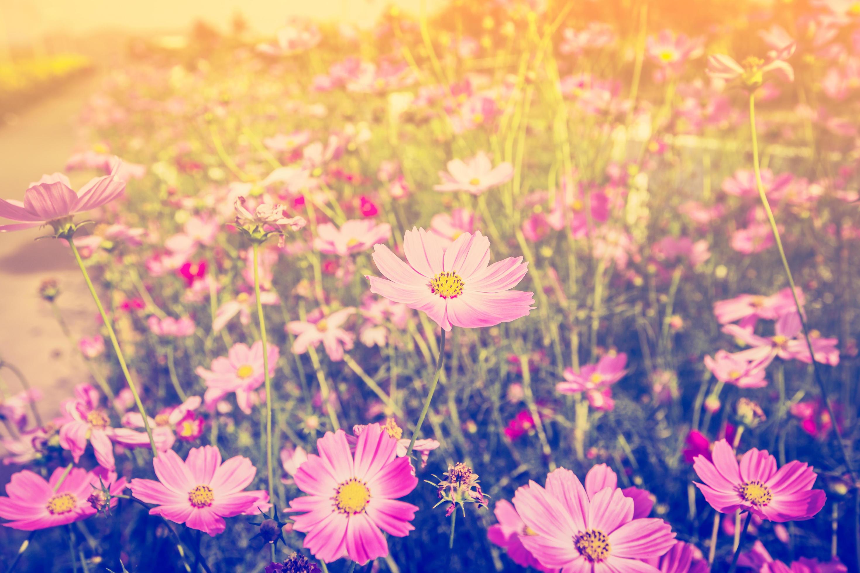 cosmos flower and sunlight in field meadow with vintage tone. Stock Free