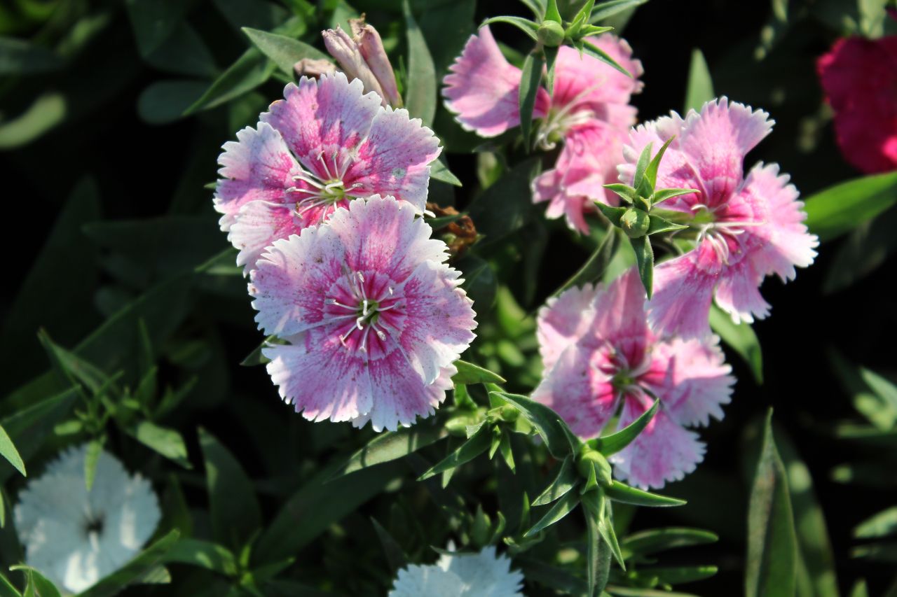 Beautiful Pink White Flowers Stock Free