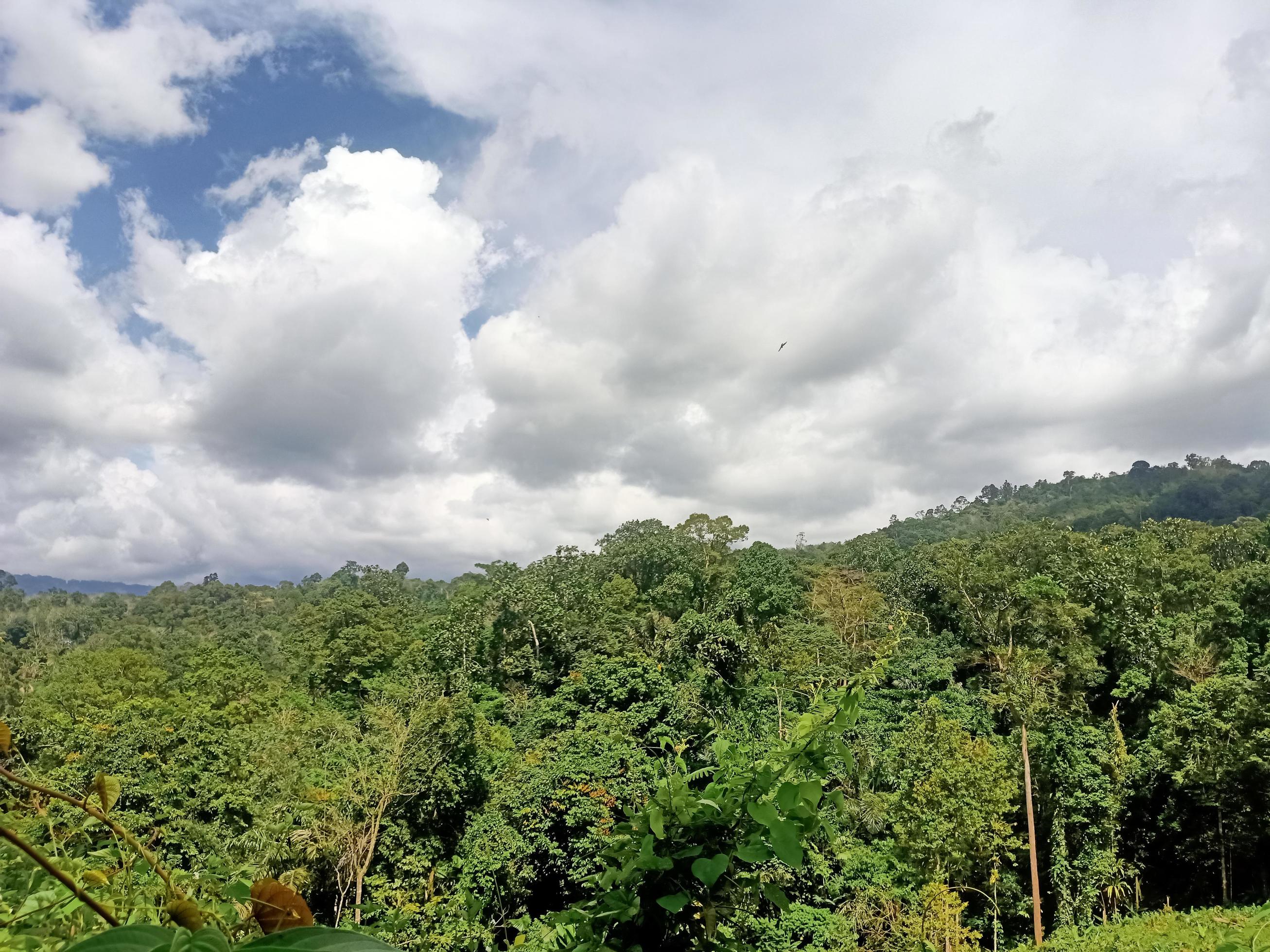 beautiful view clear blue sky and lots of natural green trees Stock Free