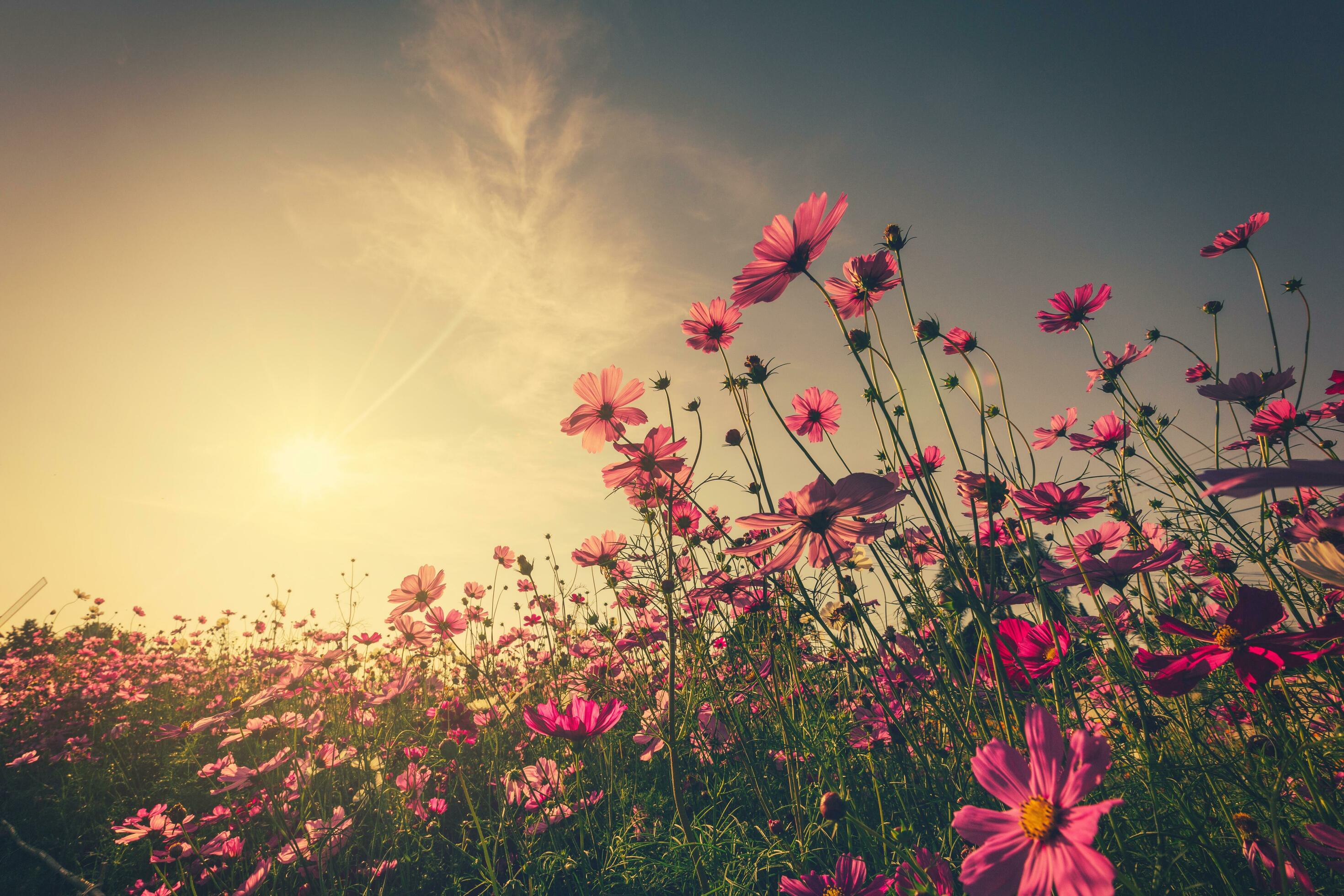 Field pink cosmos flower and sunlight with vintage toned. Stock Free