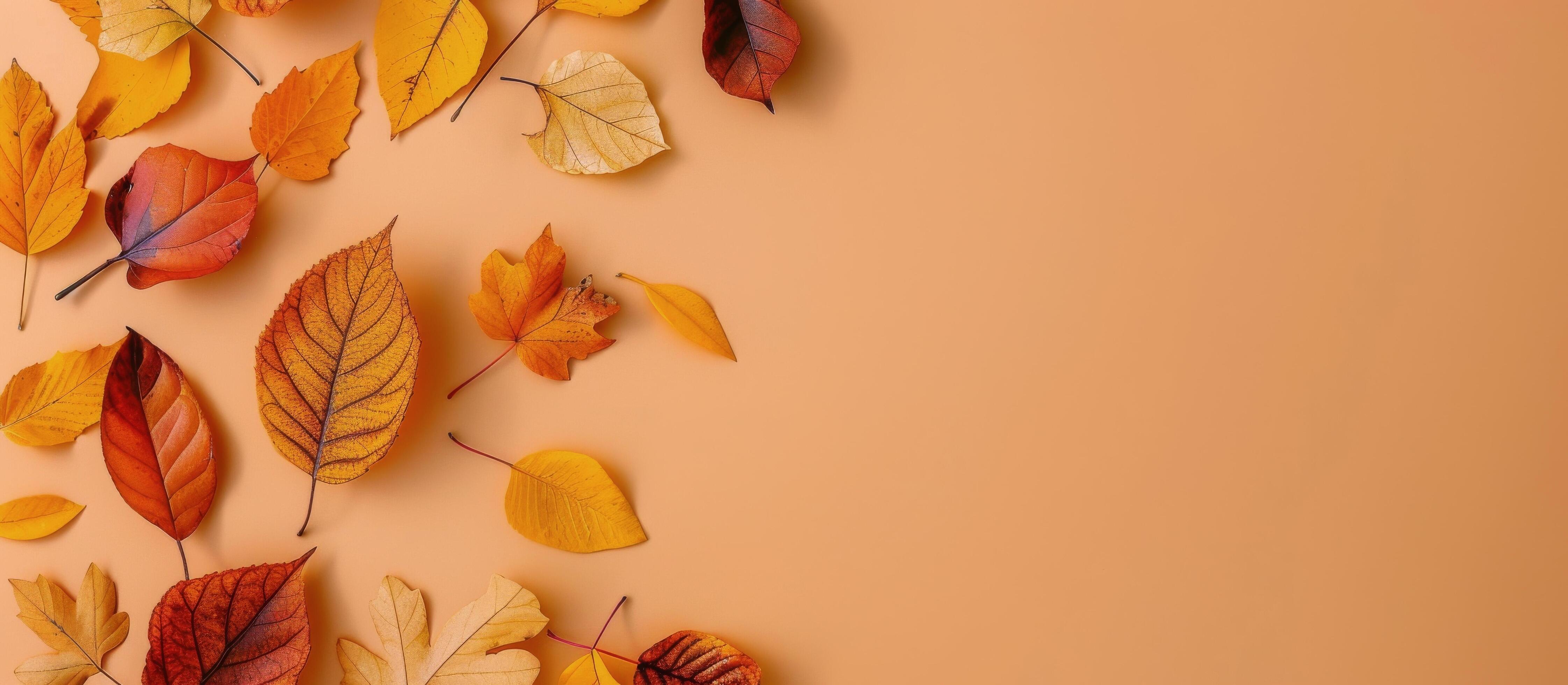 Autumn Leaves on Peach Background Stock Free