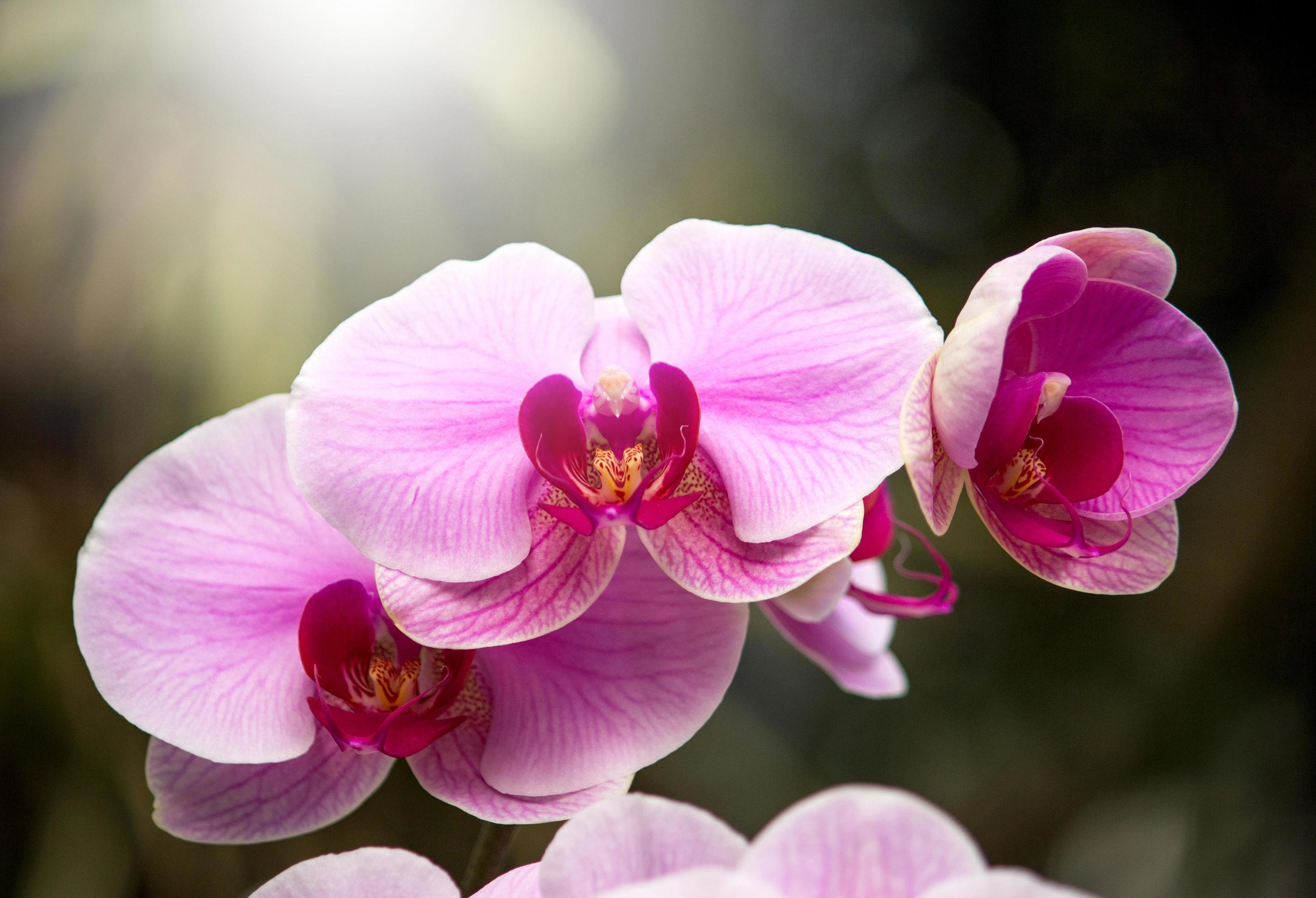 Purple phalaenopsis orchid flower Stock Free