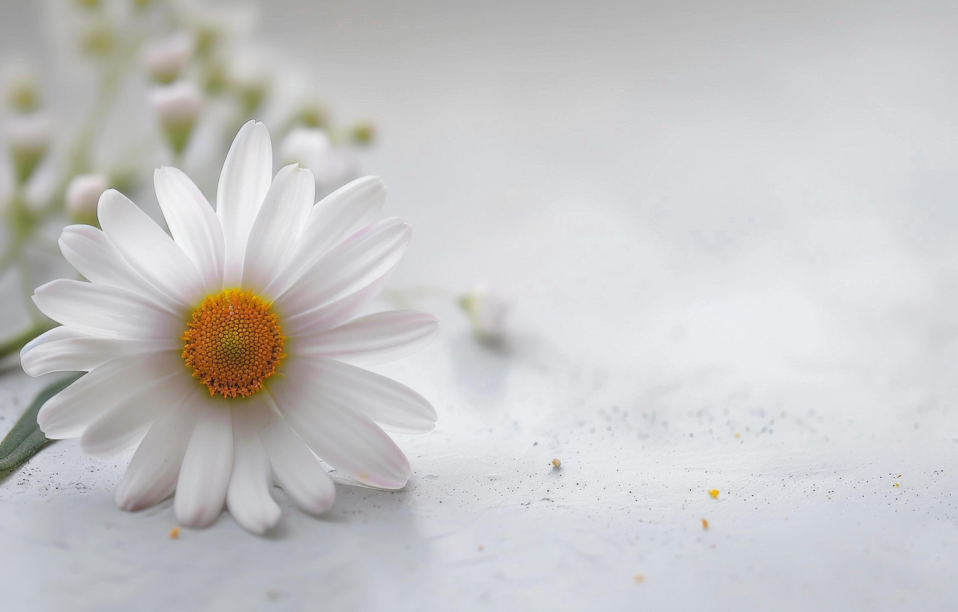 Single Daisy on White Background Stock Free