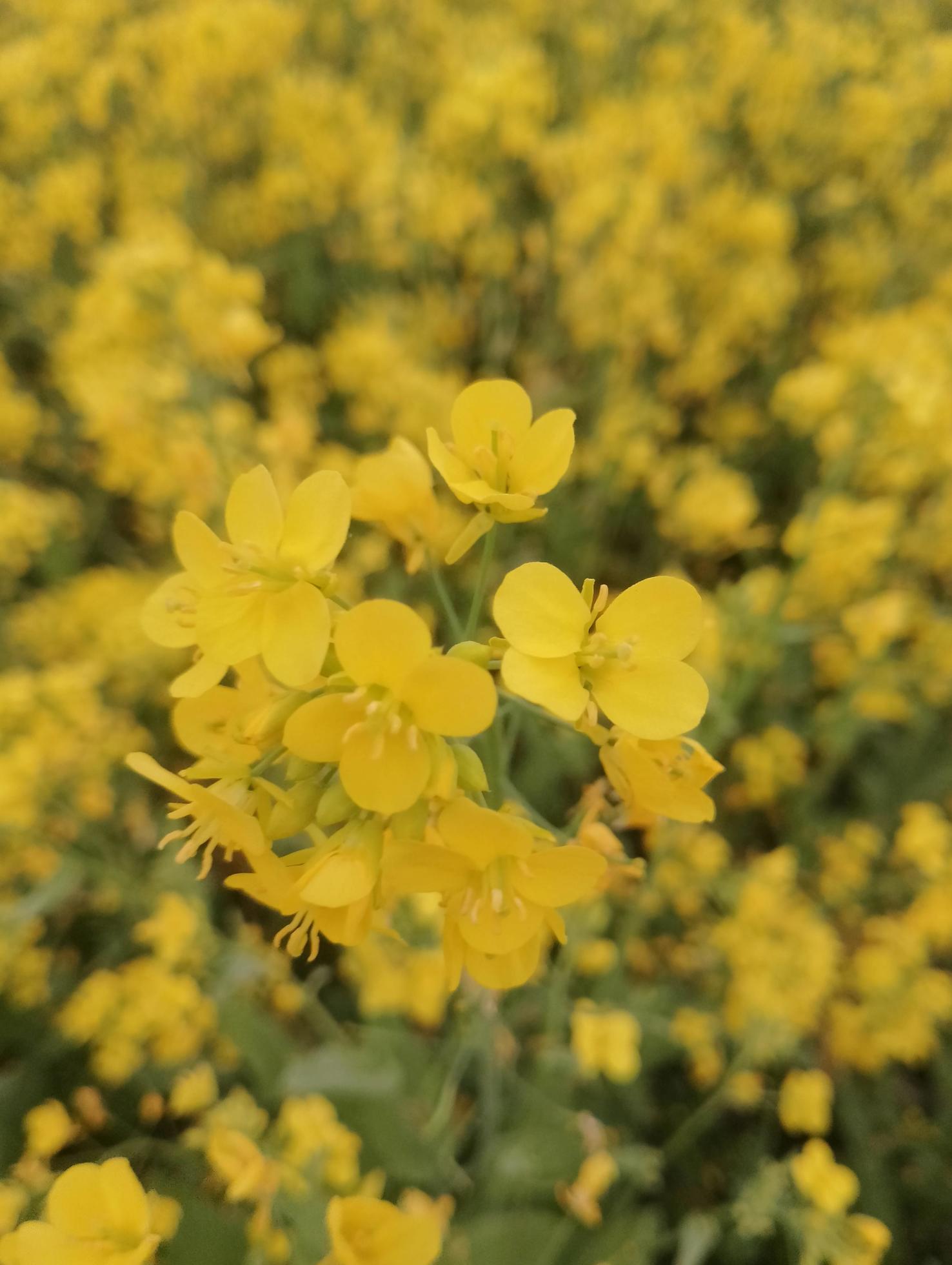 Gapado island yellow rape flower field Stock Free