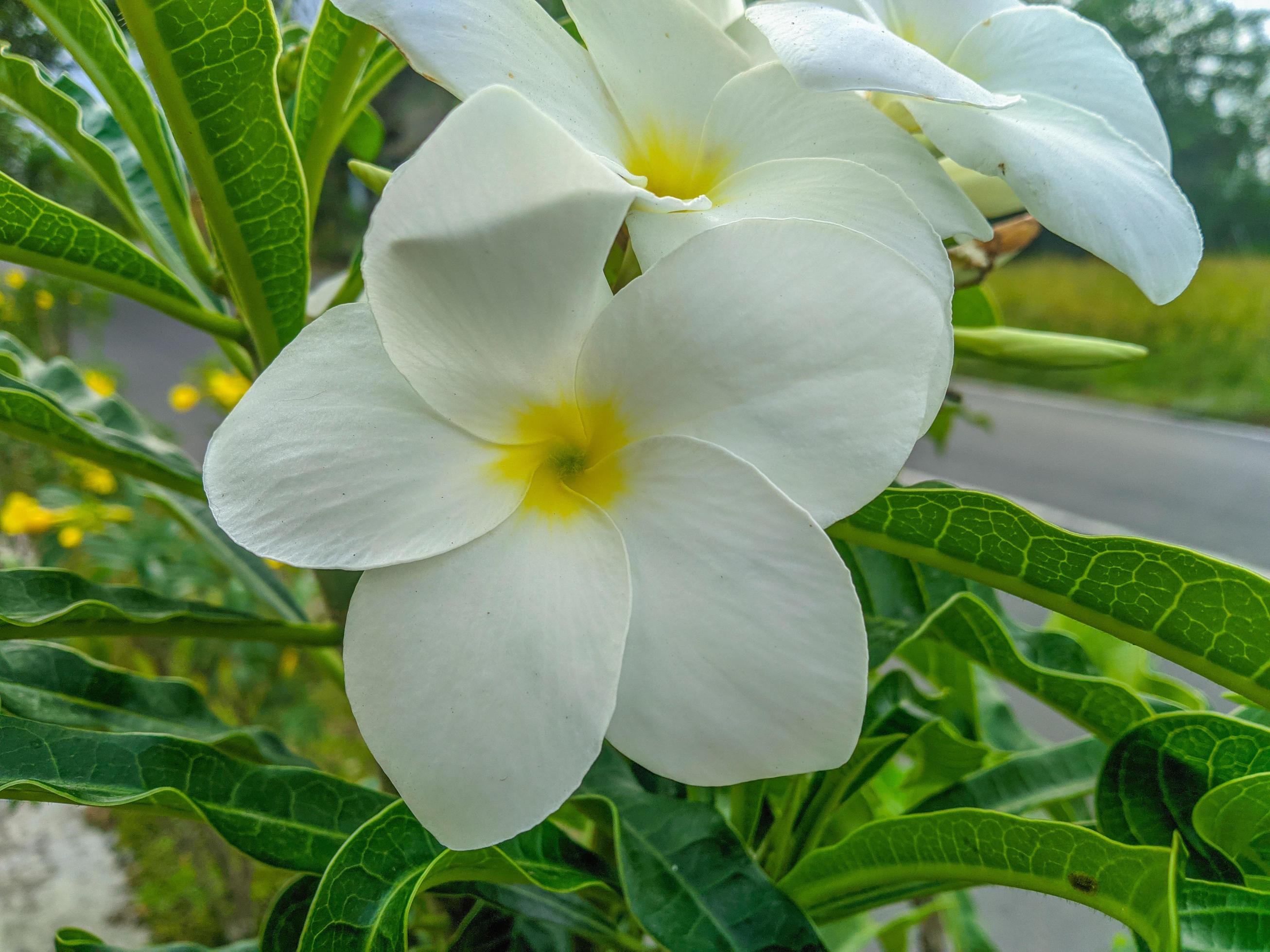 frangipani flowers are white with a beautiful yellow center and a beautiful species of plumeria pudica Stock Free