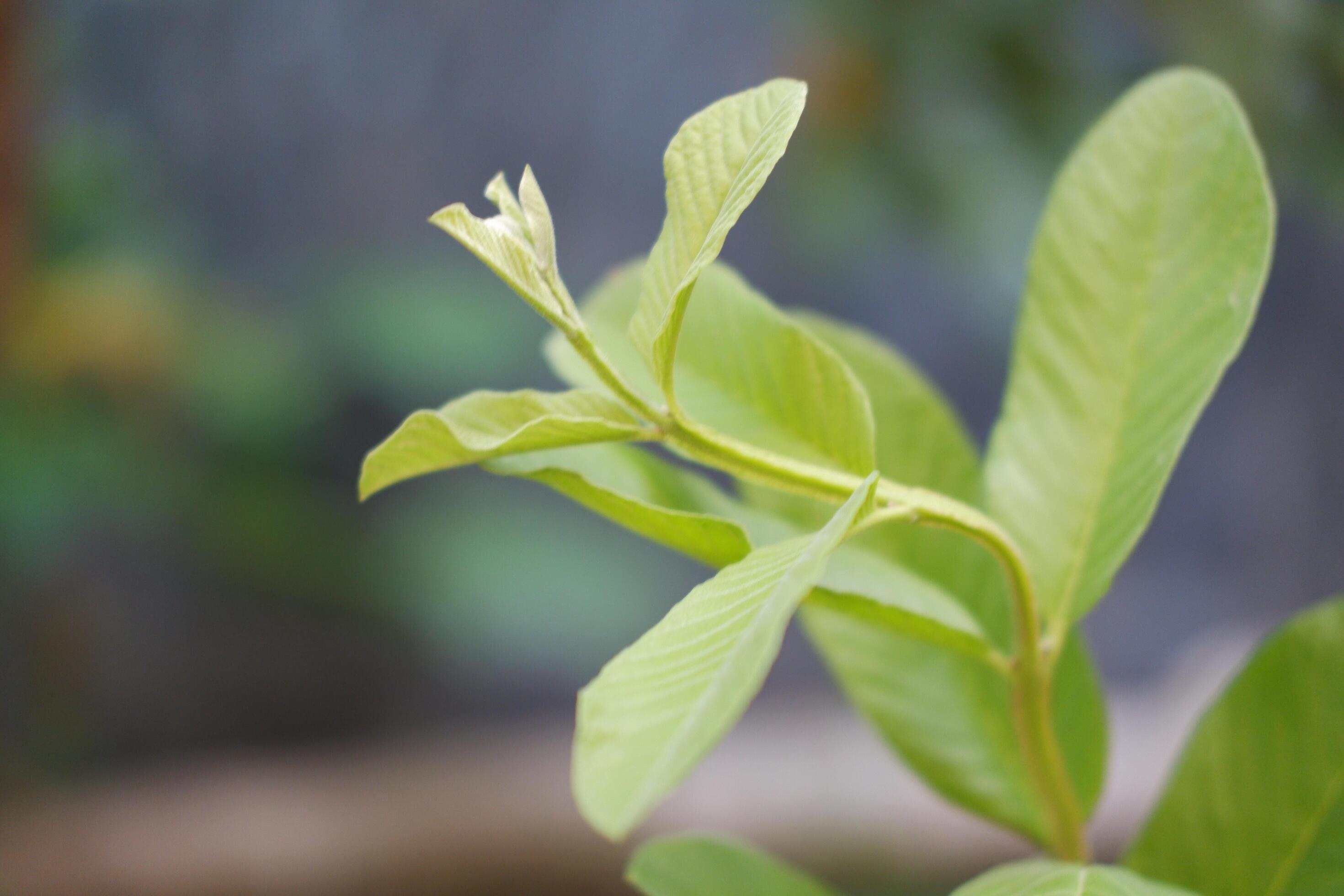 
									Close up of fresh green leaves of guava tree in the garden Stock Free