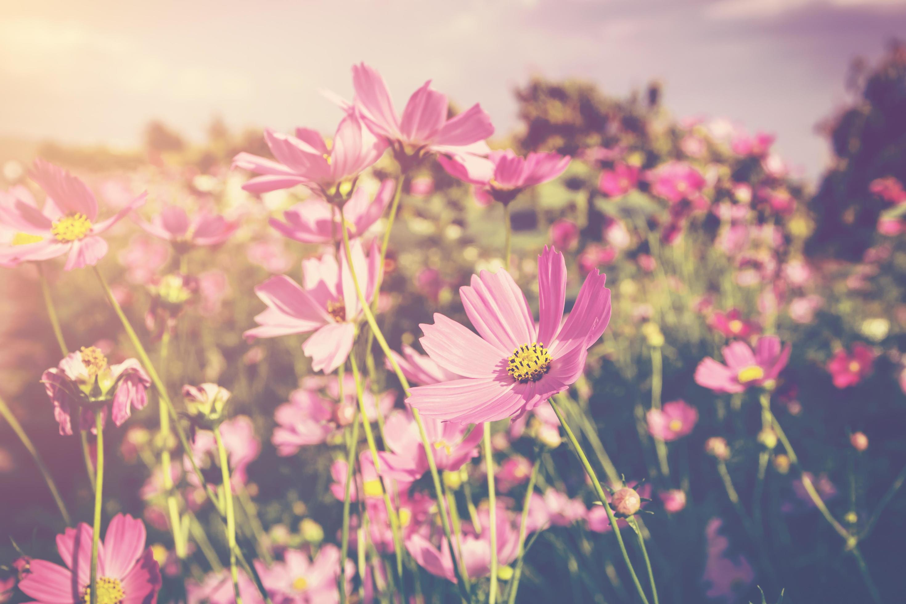 cosmos flower and sunlight with vintage tone. Stock Free