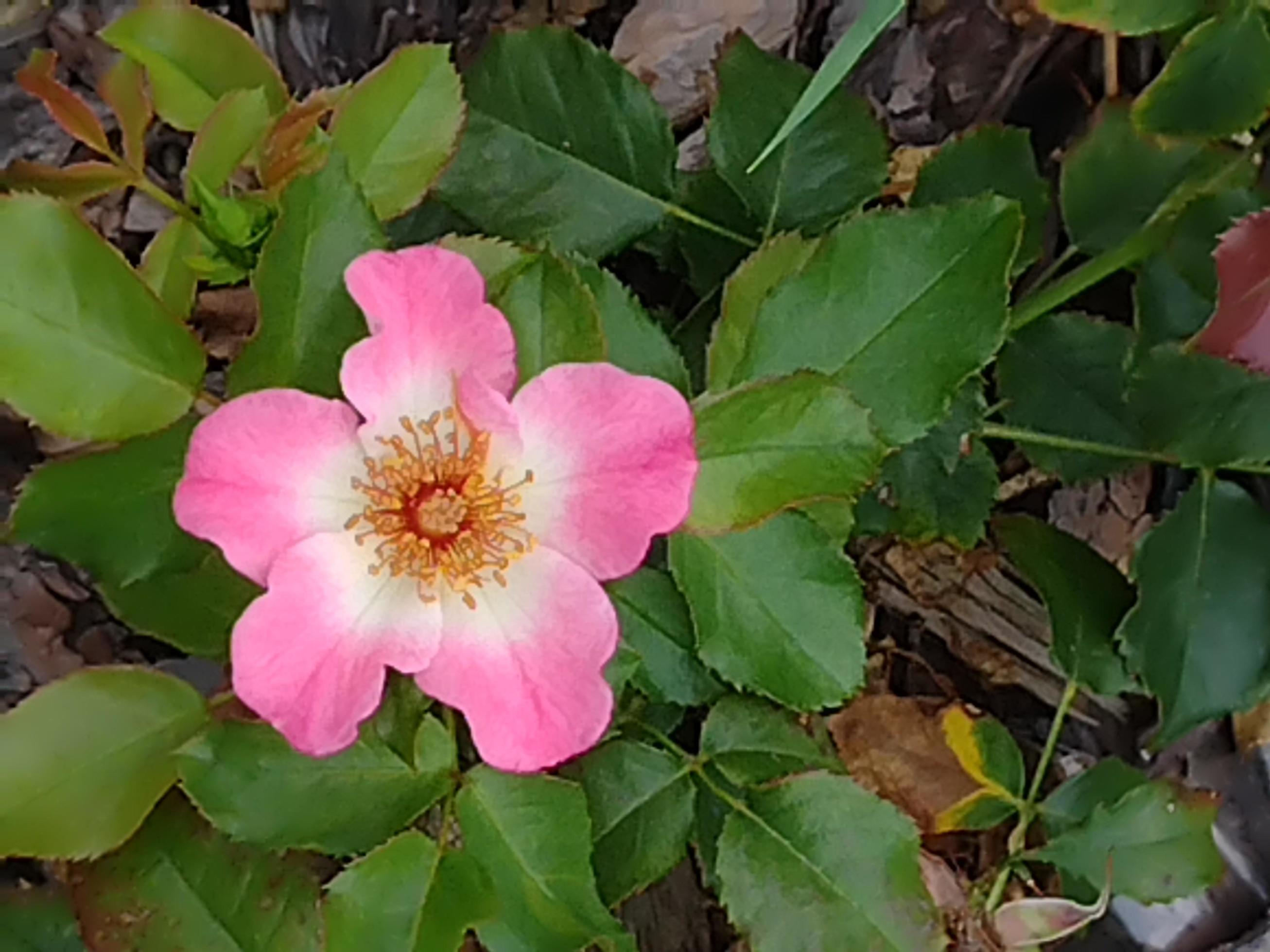 Wild dog rose flower in the garden Stock Free